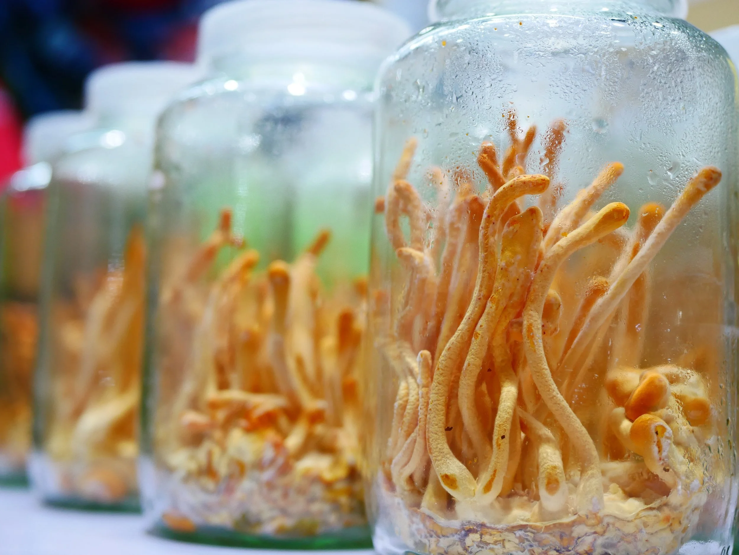 Cordyceps sinensis mycelia