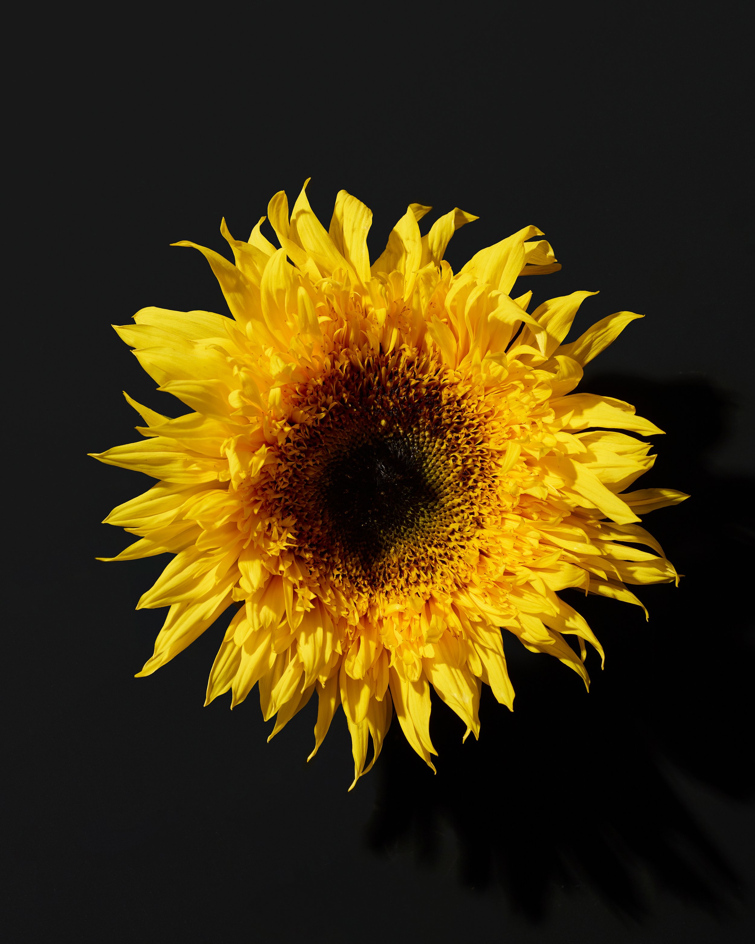 sunflower_95162.jpg