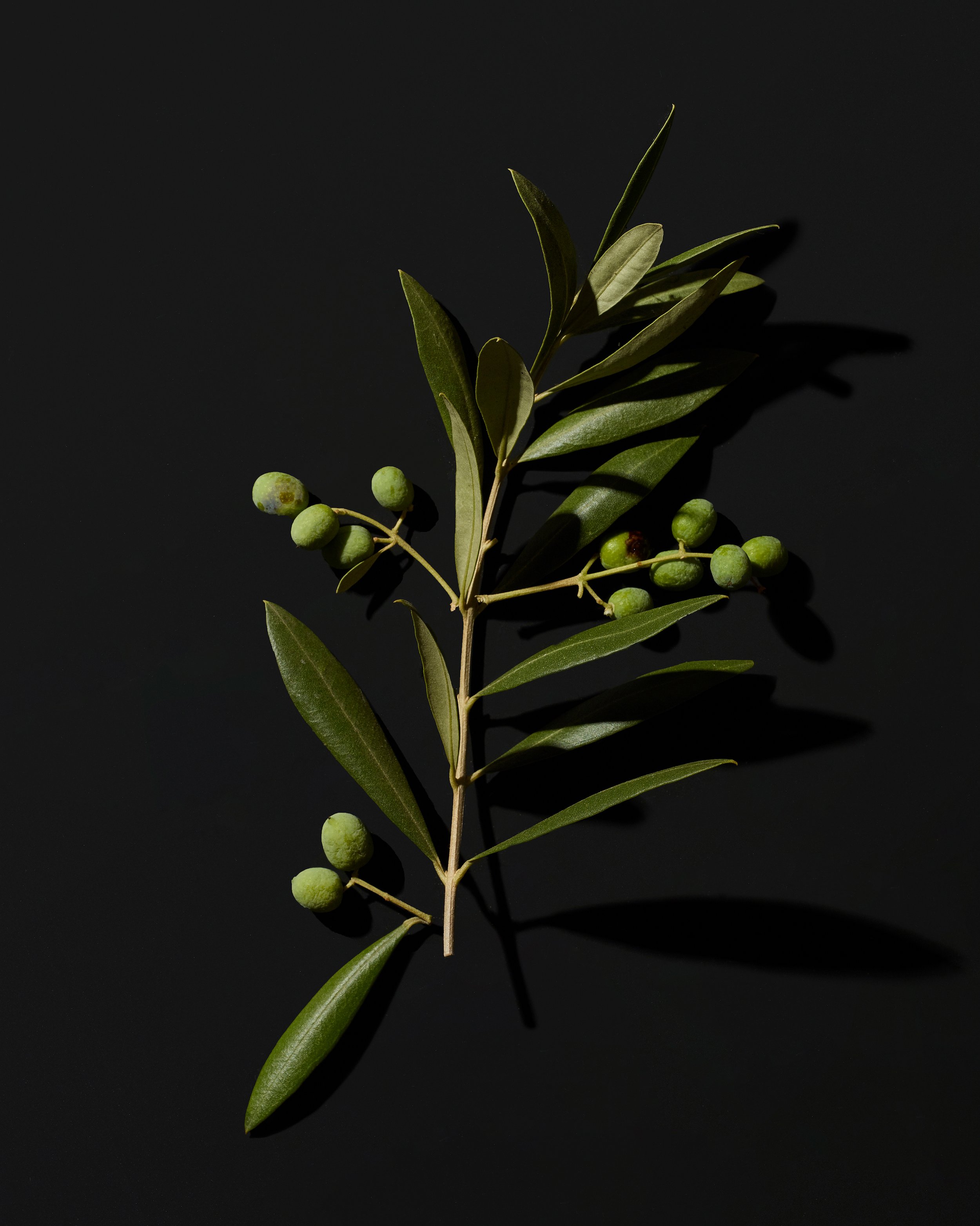 olive_95430_crop.jpg