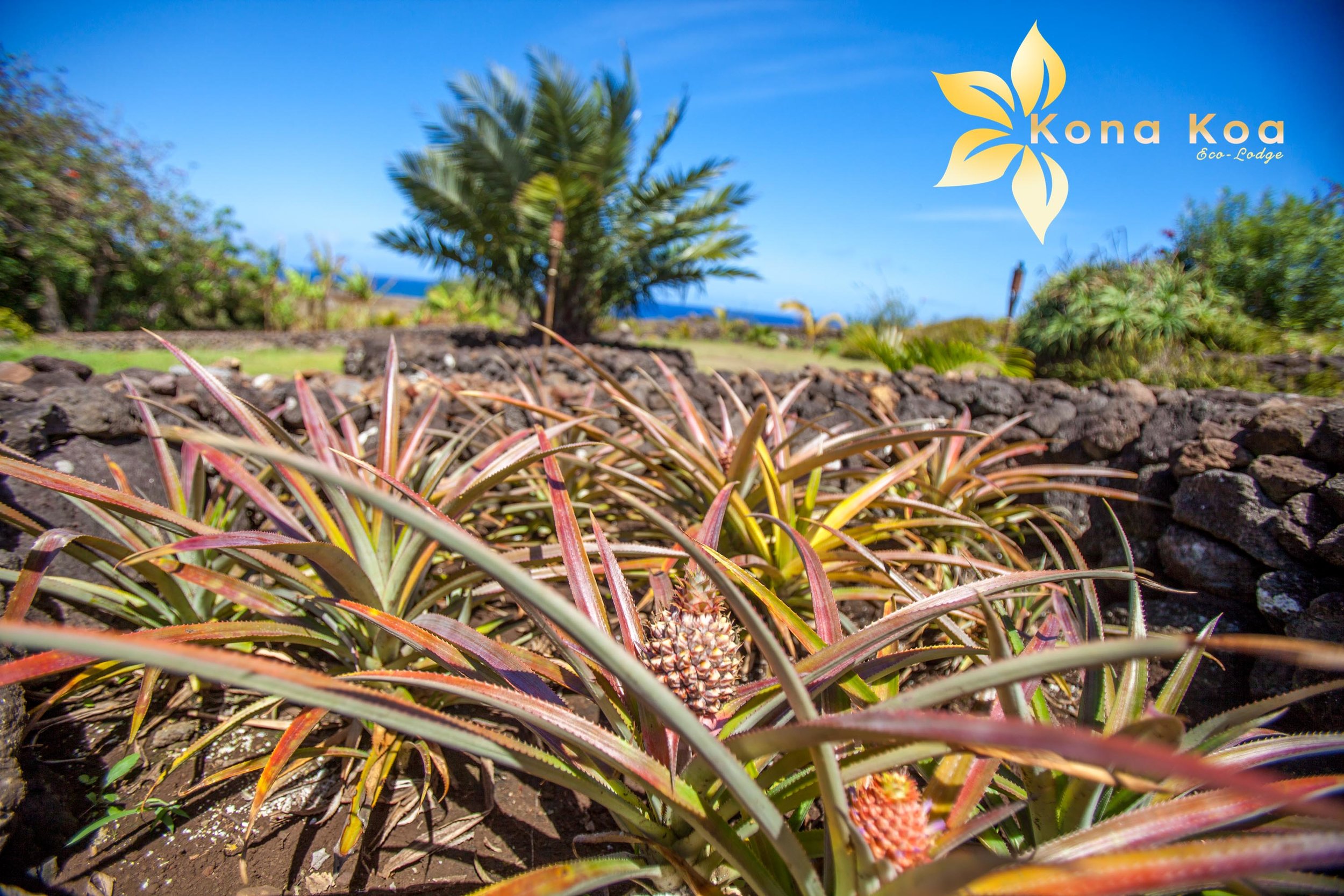 KONA KOA LODGE - ALOJAMIENTO ISLA DE PASCUA-3.jpg