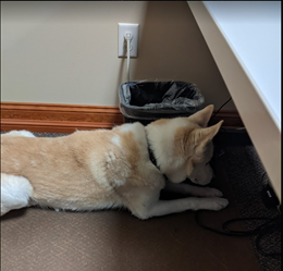 After the initial scan of the office, Doug noticed a peculiar scent underneath one of the desks.