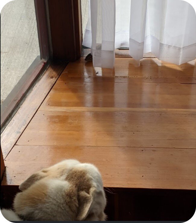 Just then, Doug spotted the bandit in the front of the office in full display. The little chipmunks’ desperate attempts to hide were no match for Doug’s investigation abilities. Just when Doug was about to read him his rights and get him processed t