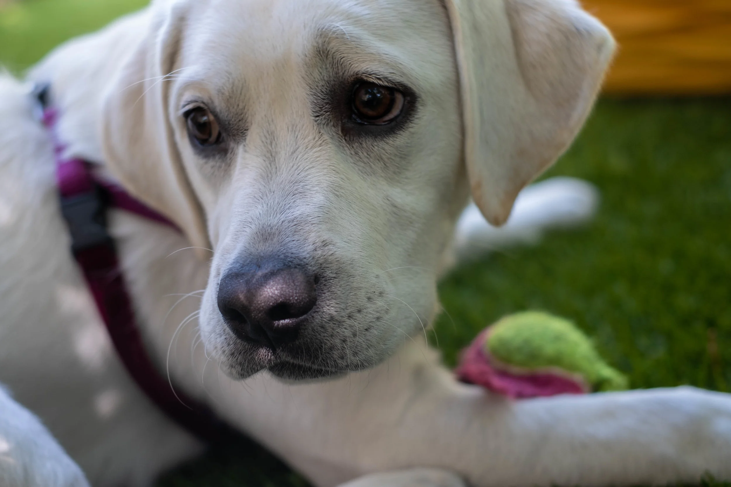 ellie   | Jakee Zaccor | Jacqueline Zaccor | JZaccor Designs