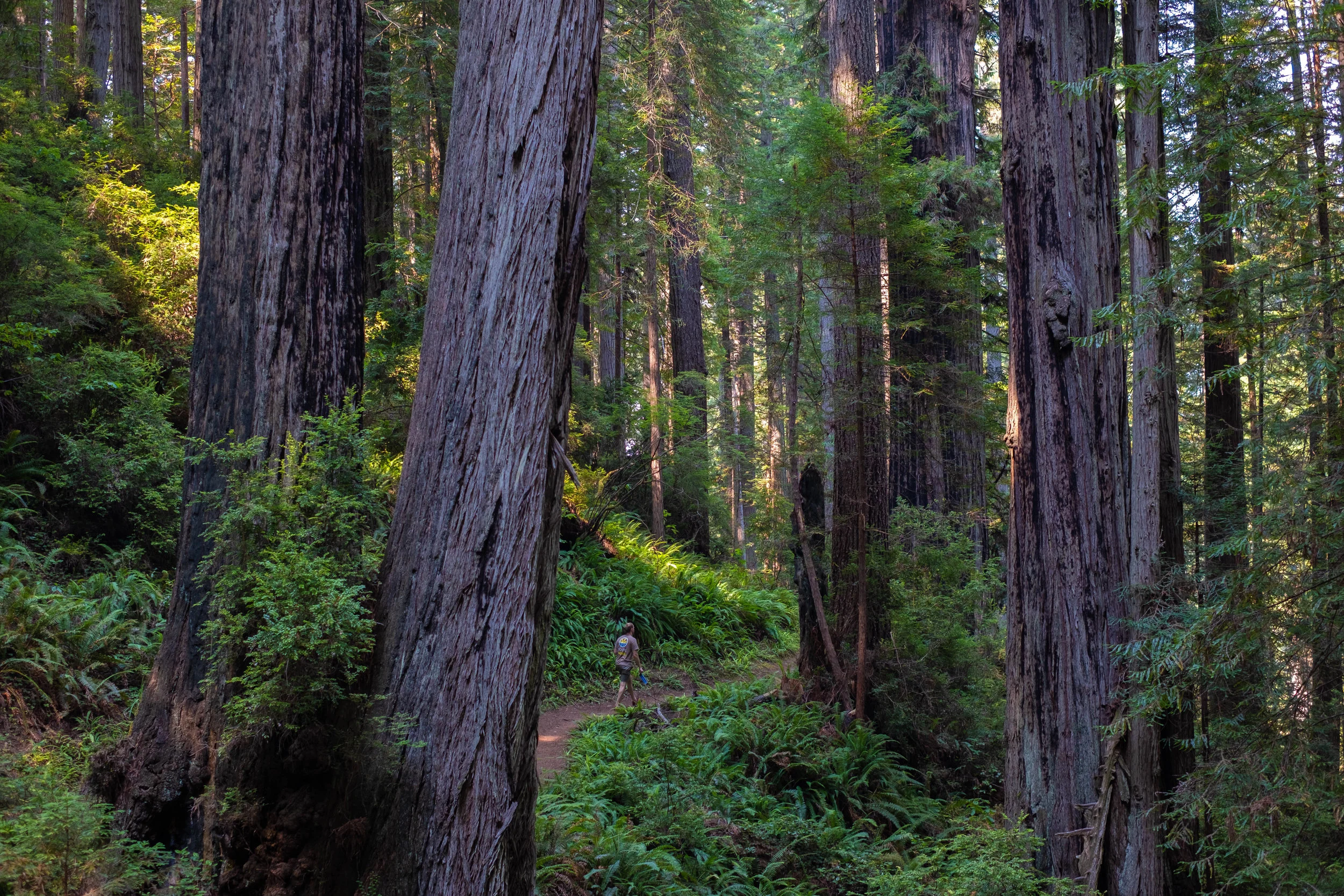 PARIRIE CREEK Redwoods State Park | Jakee zaccor | jzaccor designs