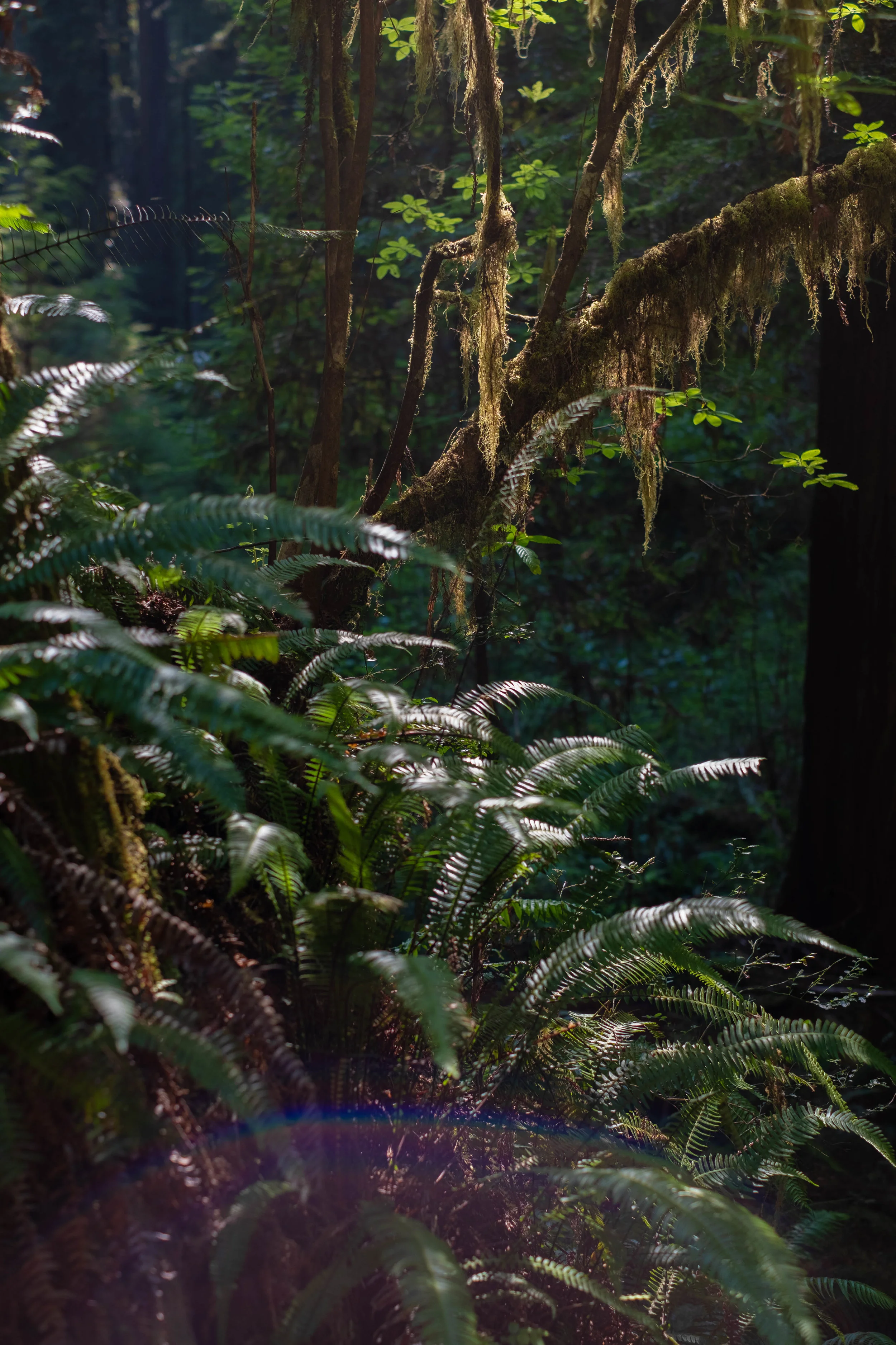 PARIRIE CREEK Redwoods State Park | Jakee zaccor | jzaccor designs