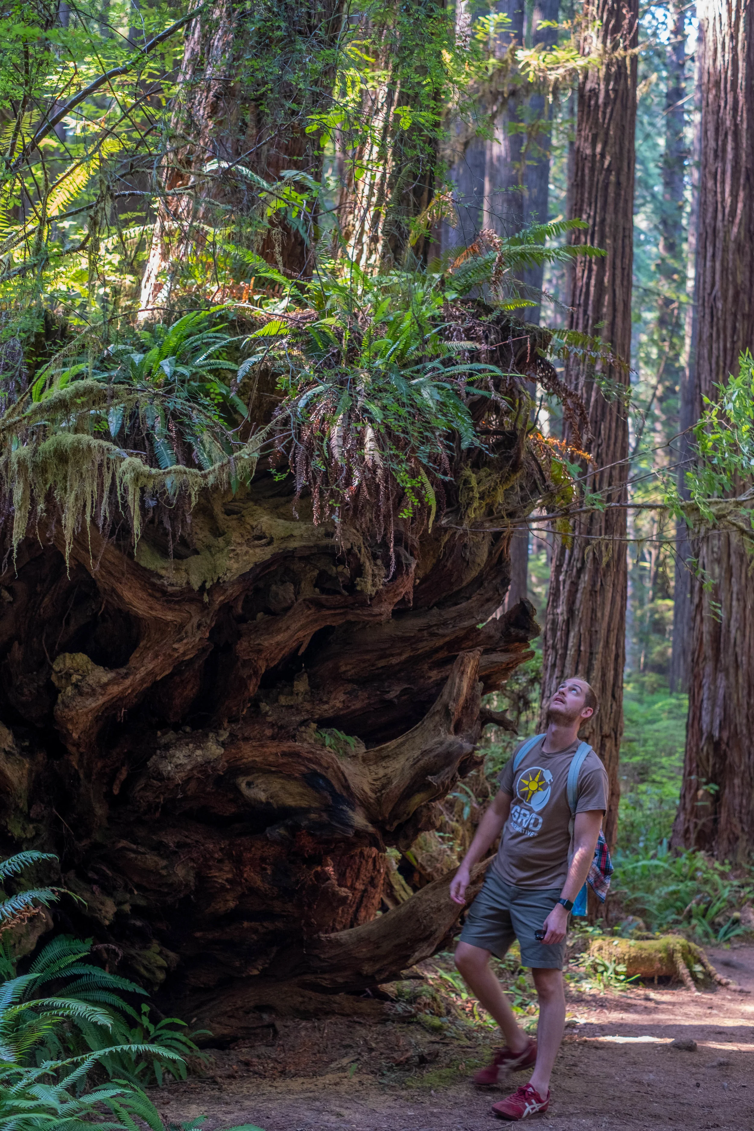 PARIRIE CREEK Redwoods State Park | Jakee zaccor | jzaccor designs