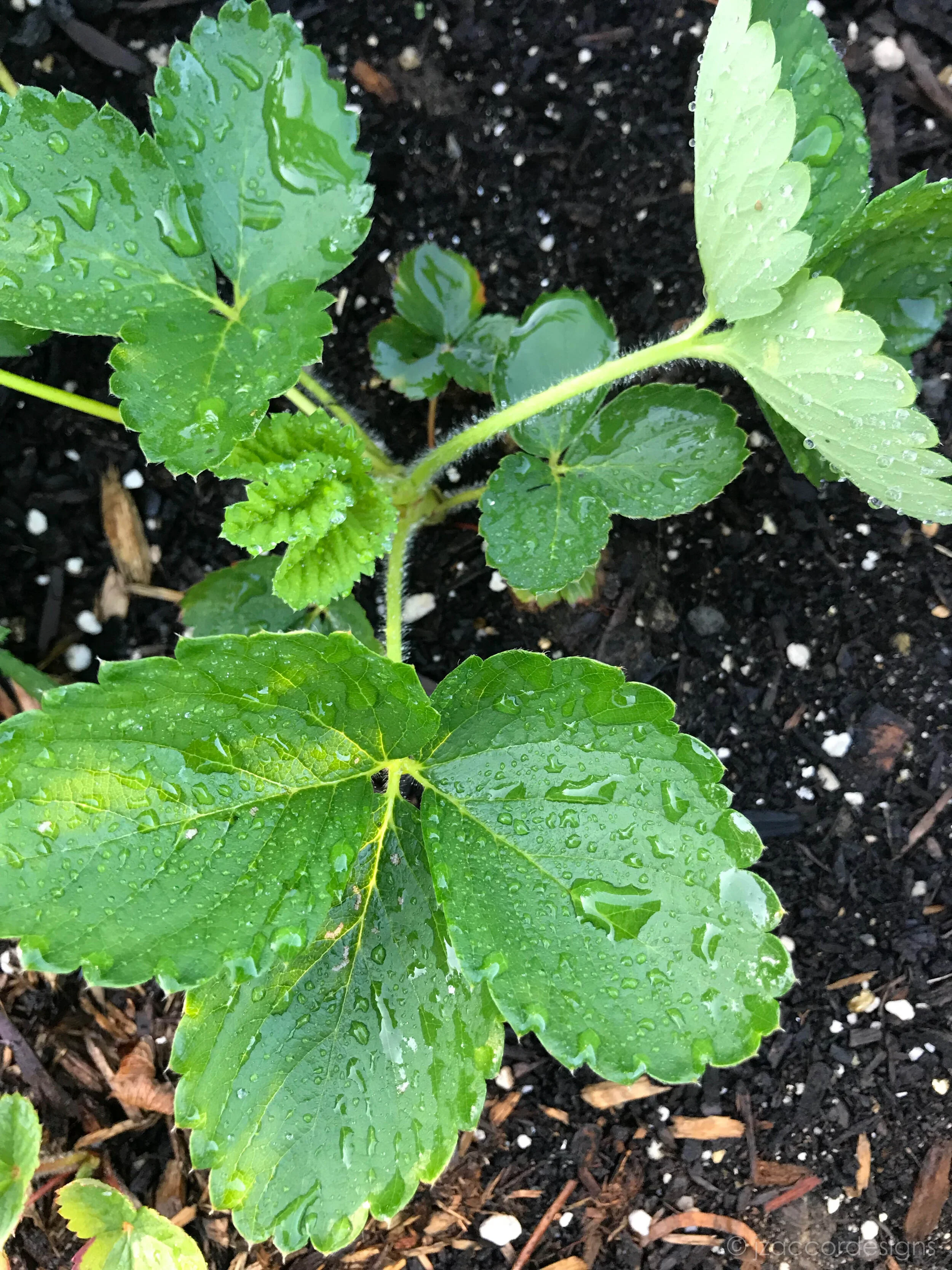 strawberry plant vermont photography jakee zaccor