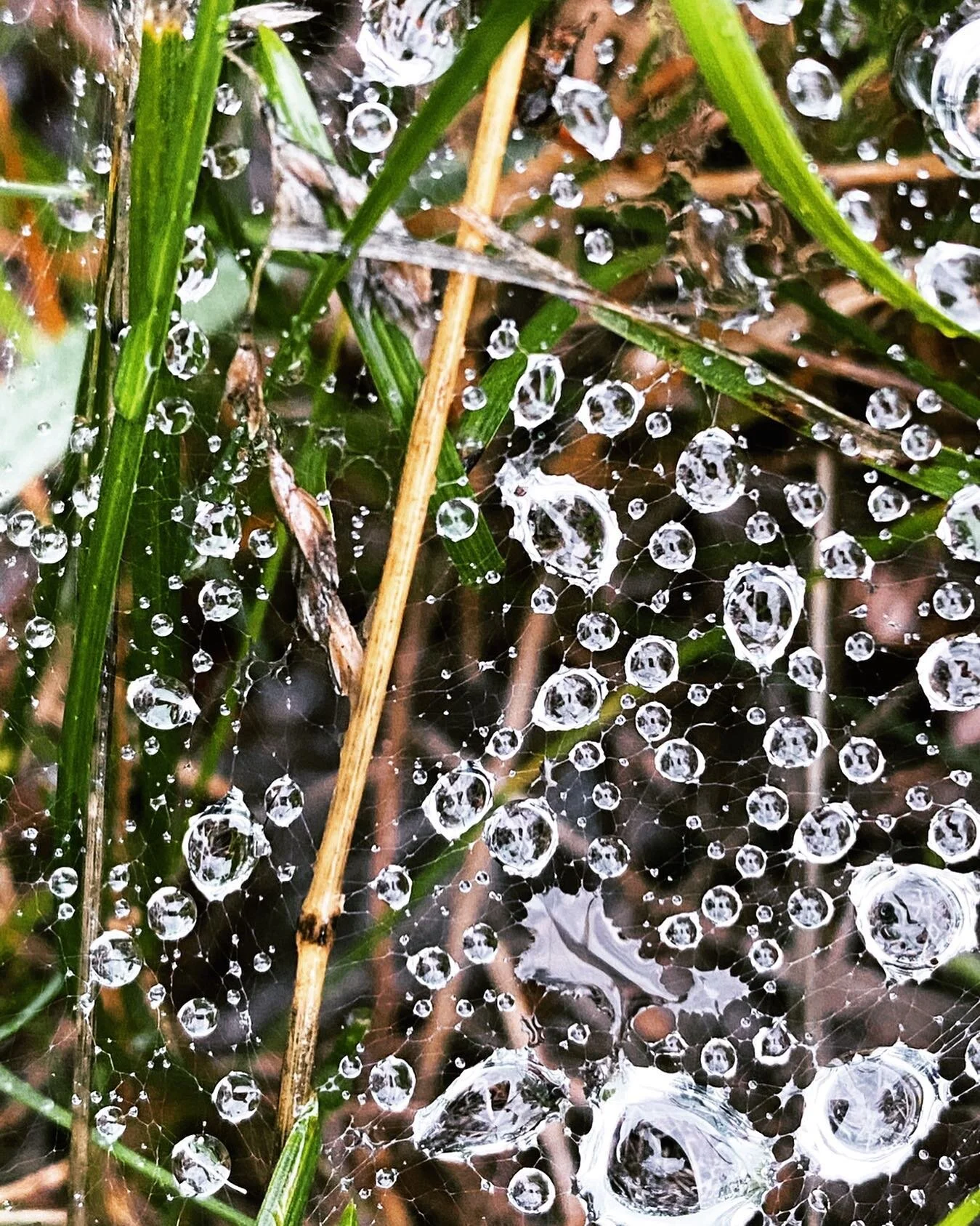 look closer, 
at the jewels 
in Indra&rsquo;s web
there&rsquo;s signs 
of magic everywhere.
gems of love,
sparkling on the grasses.
and in your eyes.
