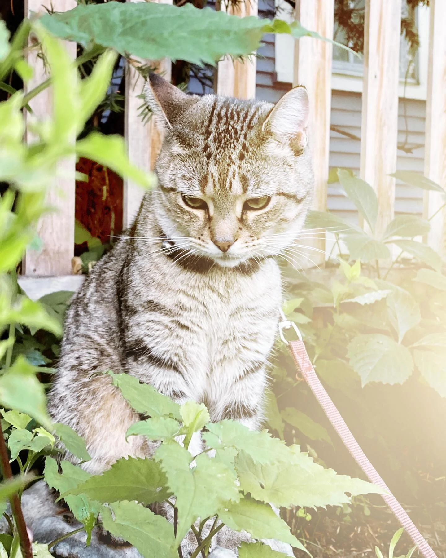 lil garden gnome prince.