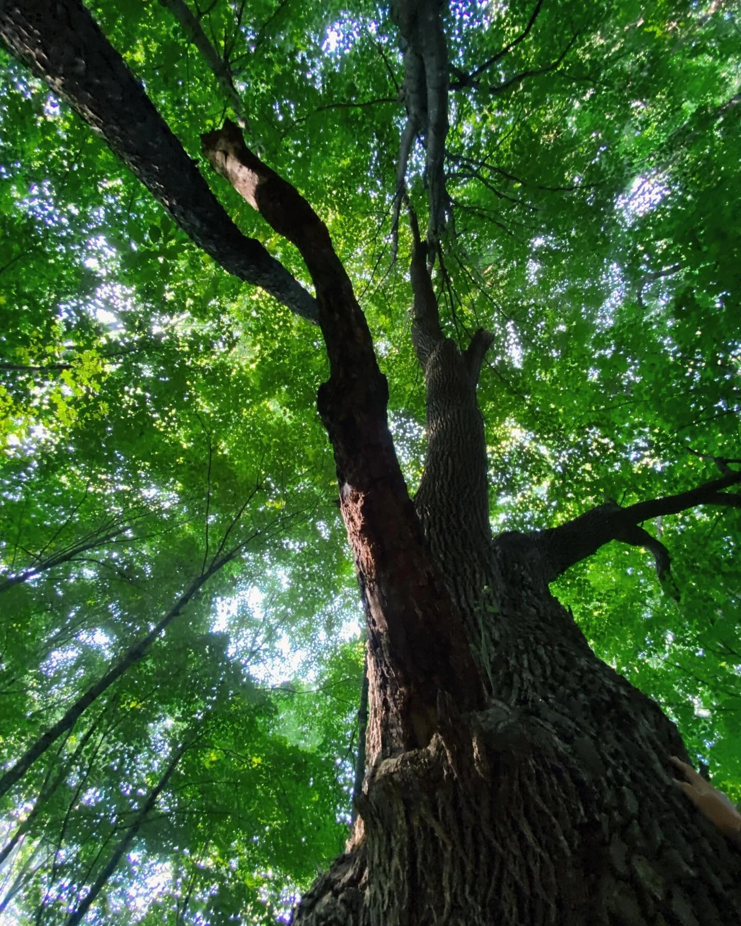 big trees, 
sparkling sunshine, 
new connections, 
swimming in the waterfalls,
butterflies.
summer is when I shine
when I blossom
and now I&rsquo;m ready to see 
what sort of flower
I&rsquo;ll be this year.
.
 #treestagram #treehugger #ilovermont #bi