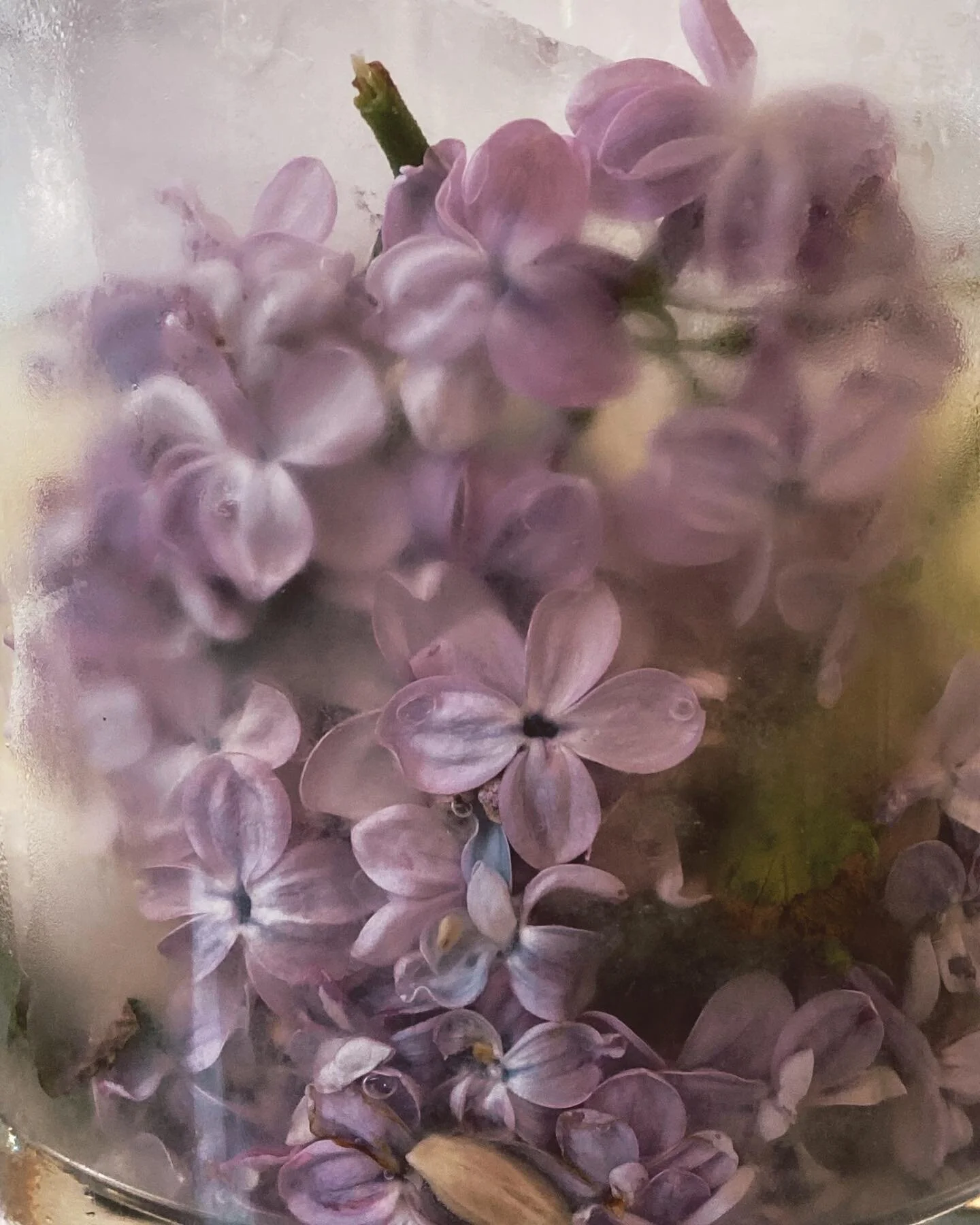 lilac season is 
sweet
and short
just. like. life.
.
don&rsquo;t wait.
.
stop and smell the flowers.
.
kiss them.
.
jump in the waterfall.
.
this is it. 
.
🤙🏽✨💜