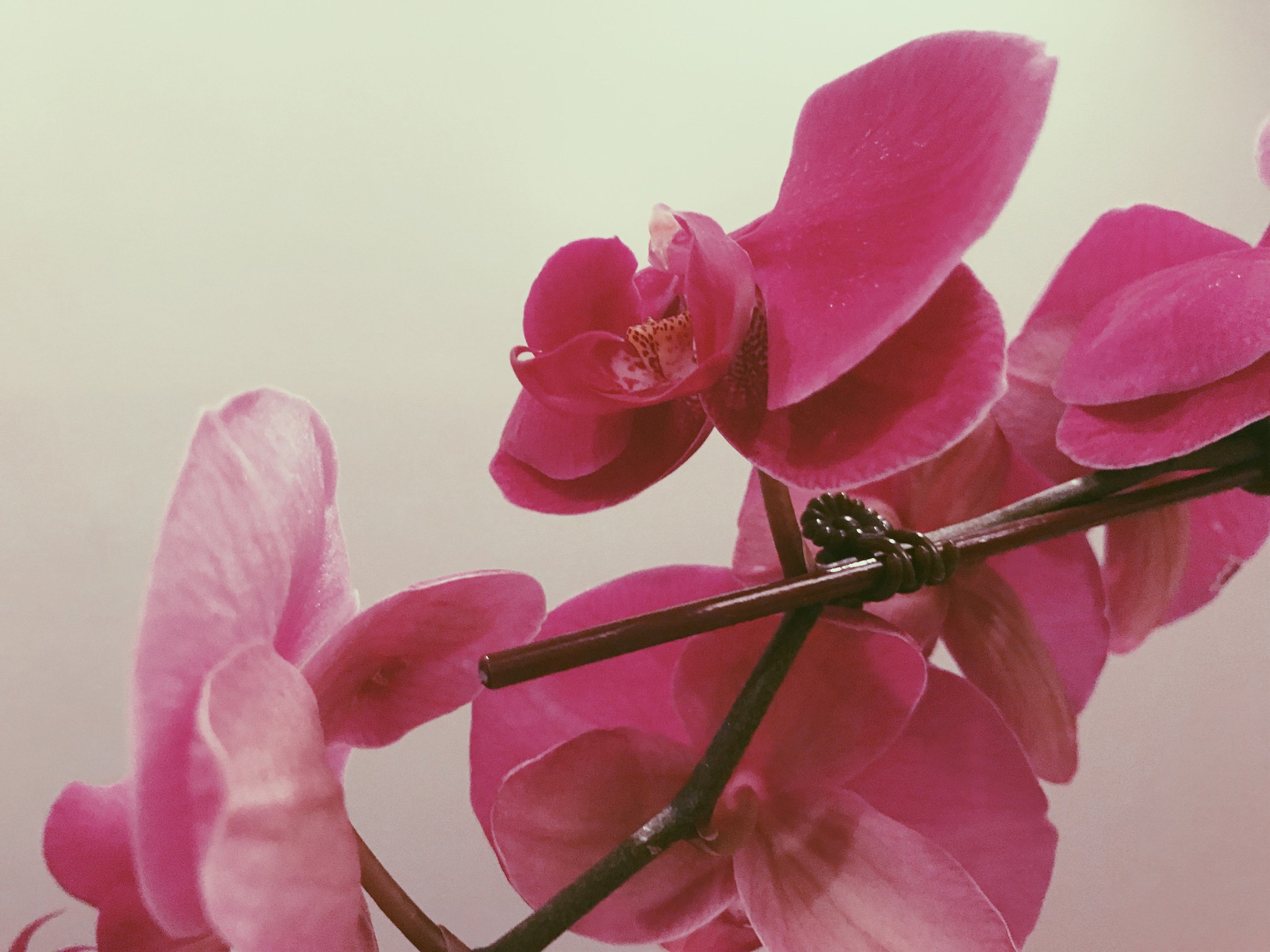 orchid-closeup-2.jpg