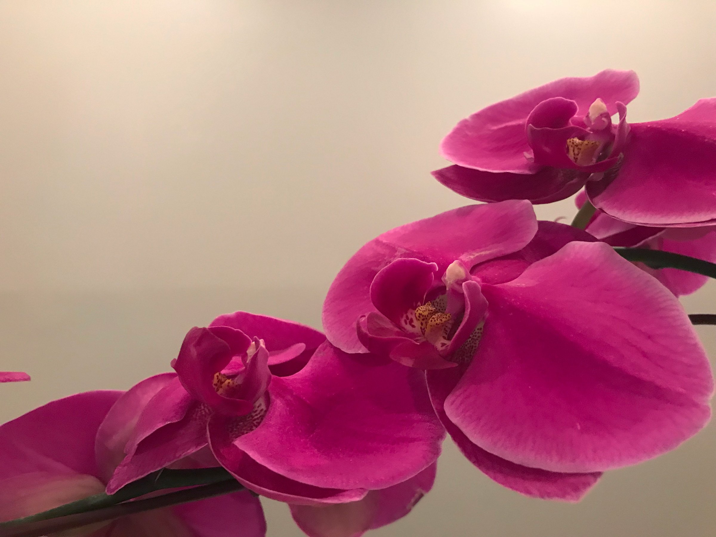 orchid-closeup3.jpg