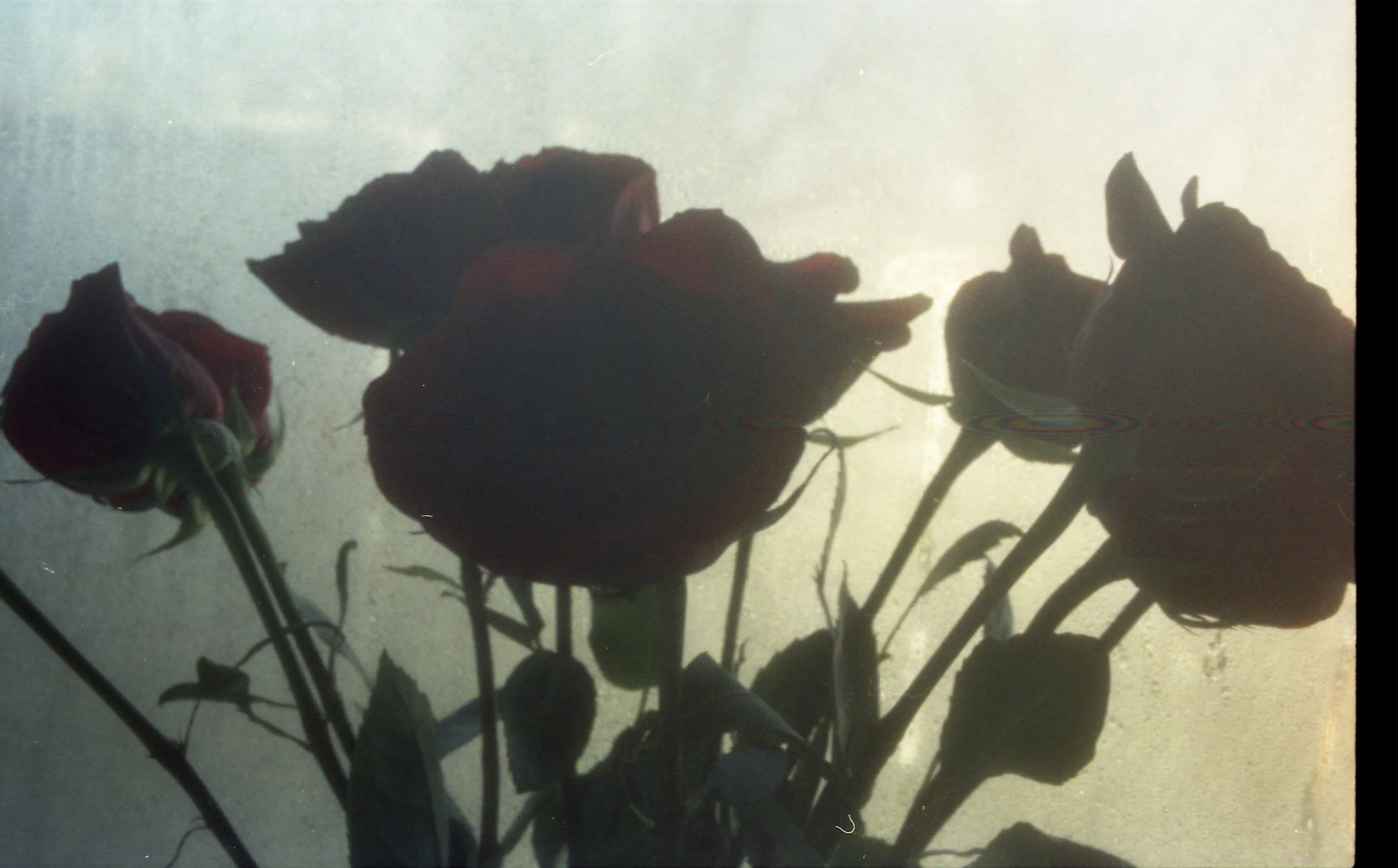 redrose.jpg