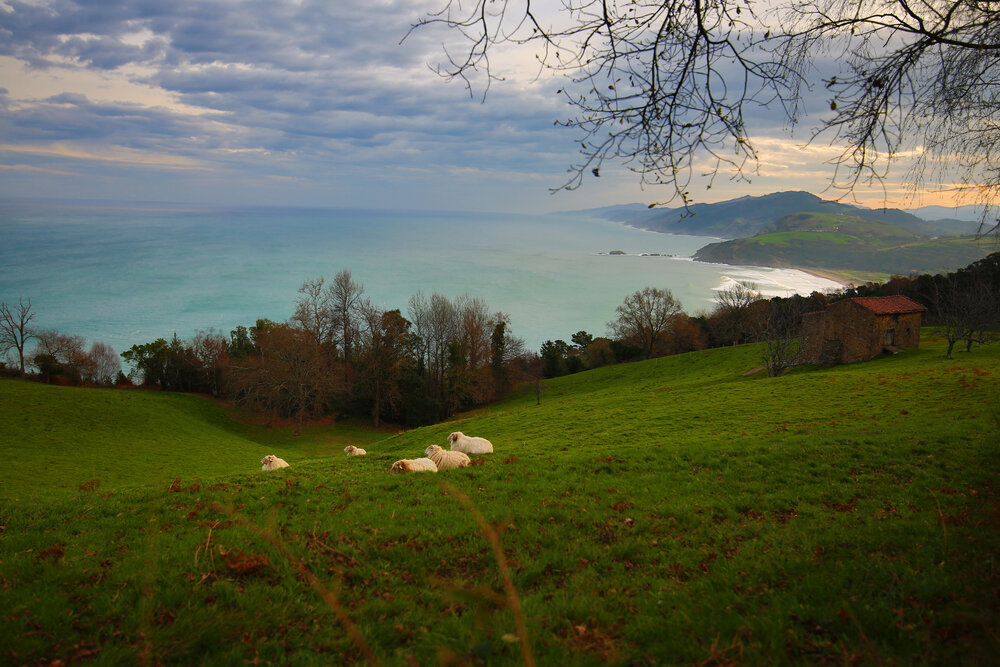  Green rolling hills dotted with mounds of snowy wool is such a familiar sight in the Basque Country. But the people like the sheep are lost without a shepherd. 