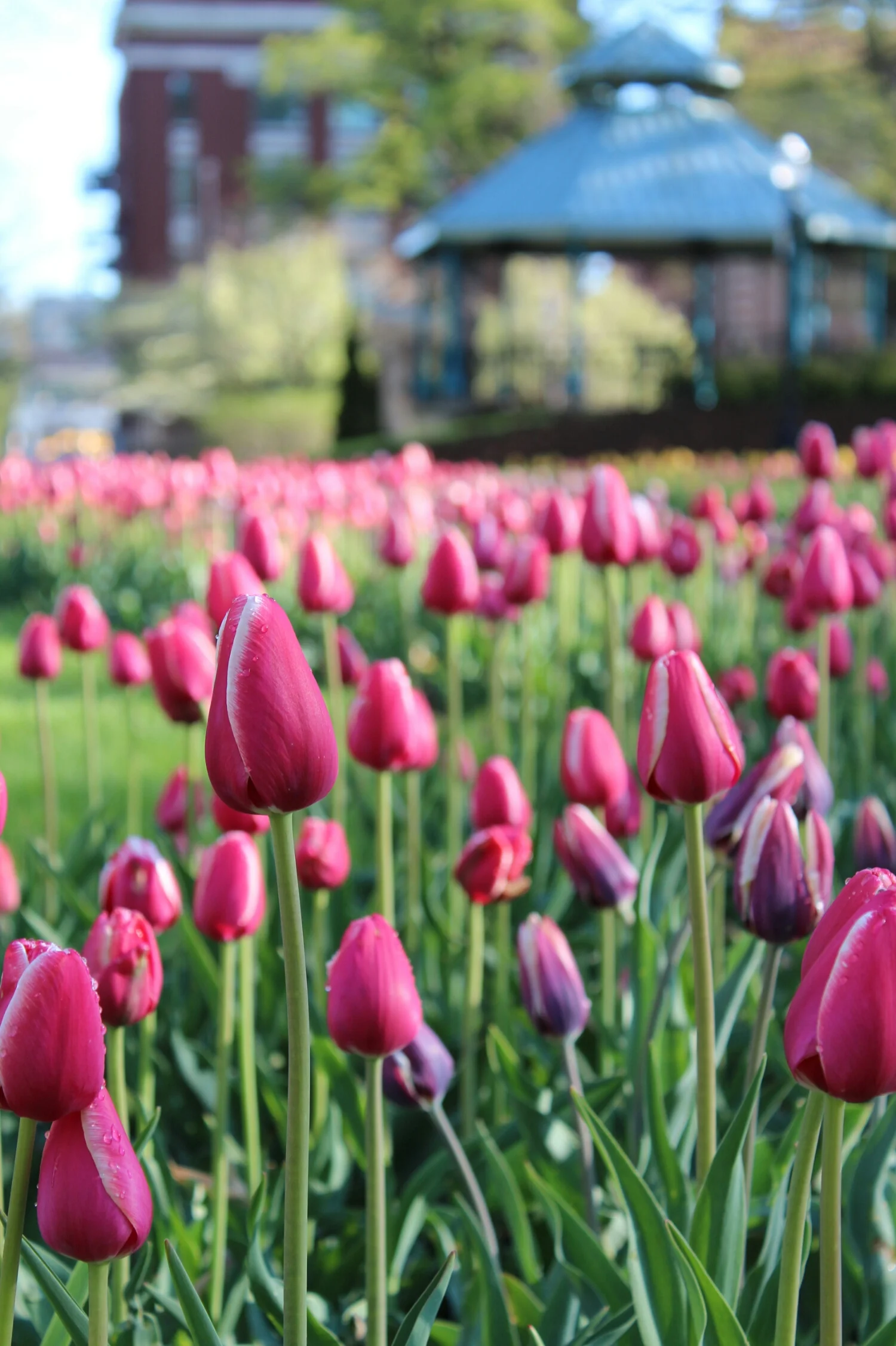 *There were lots of tulips in Holland