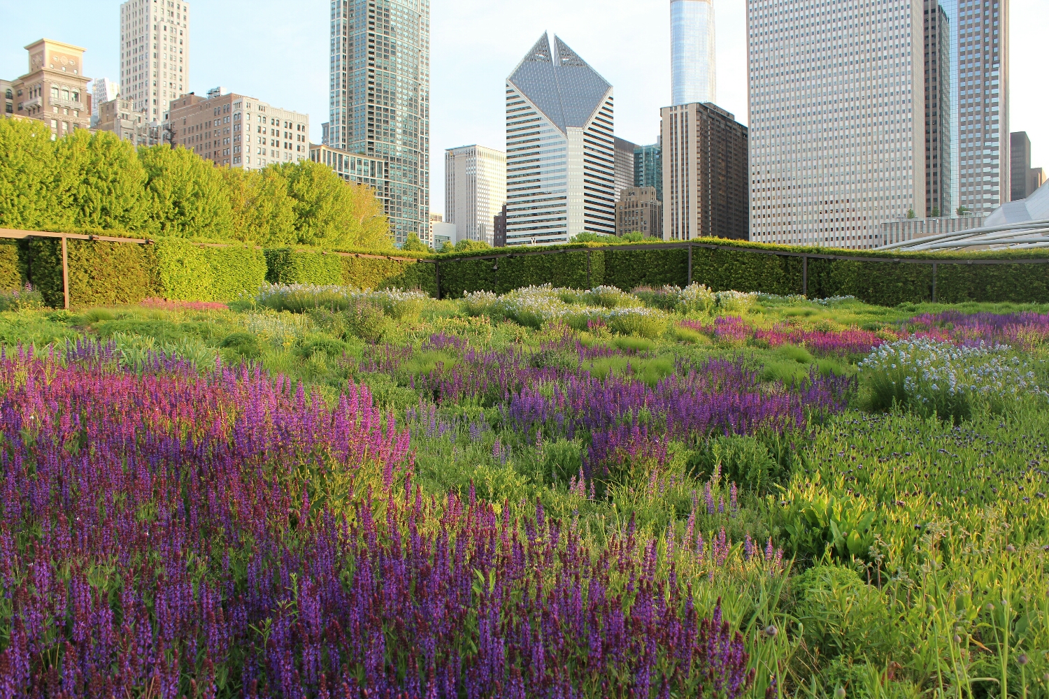 Garden in Millenium Park