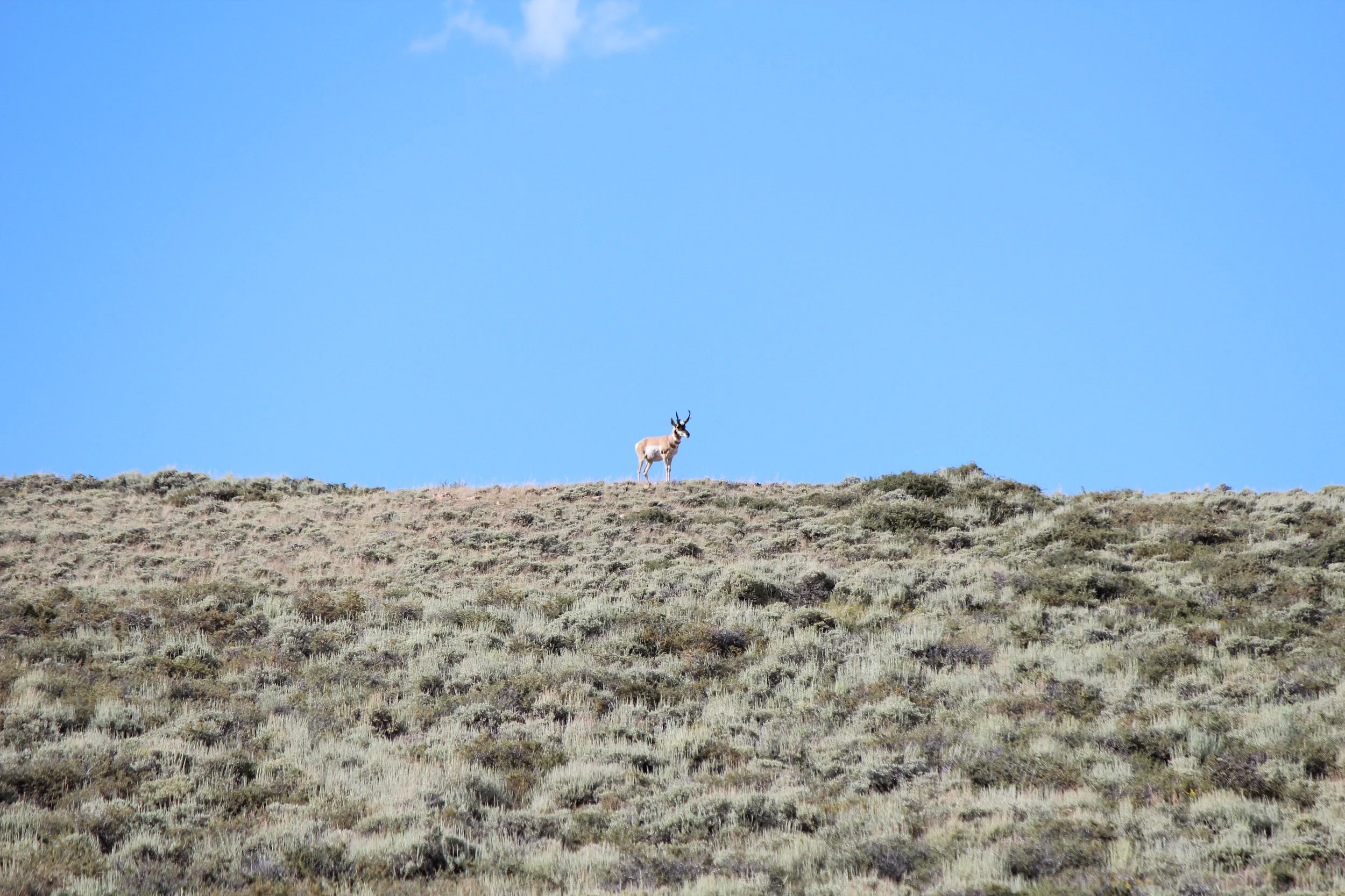 Antelope