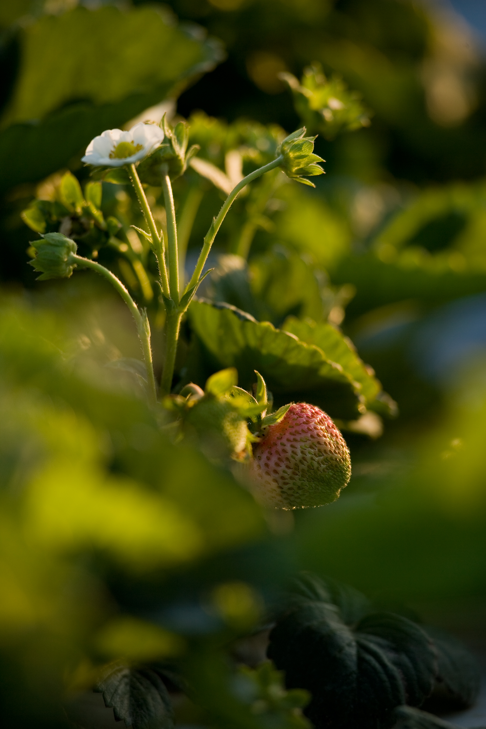 02_berry & blossom_SB_3446.jpg