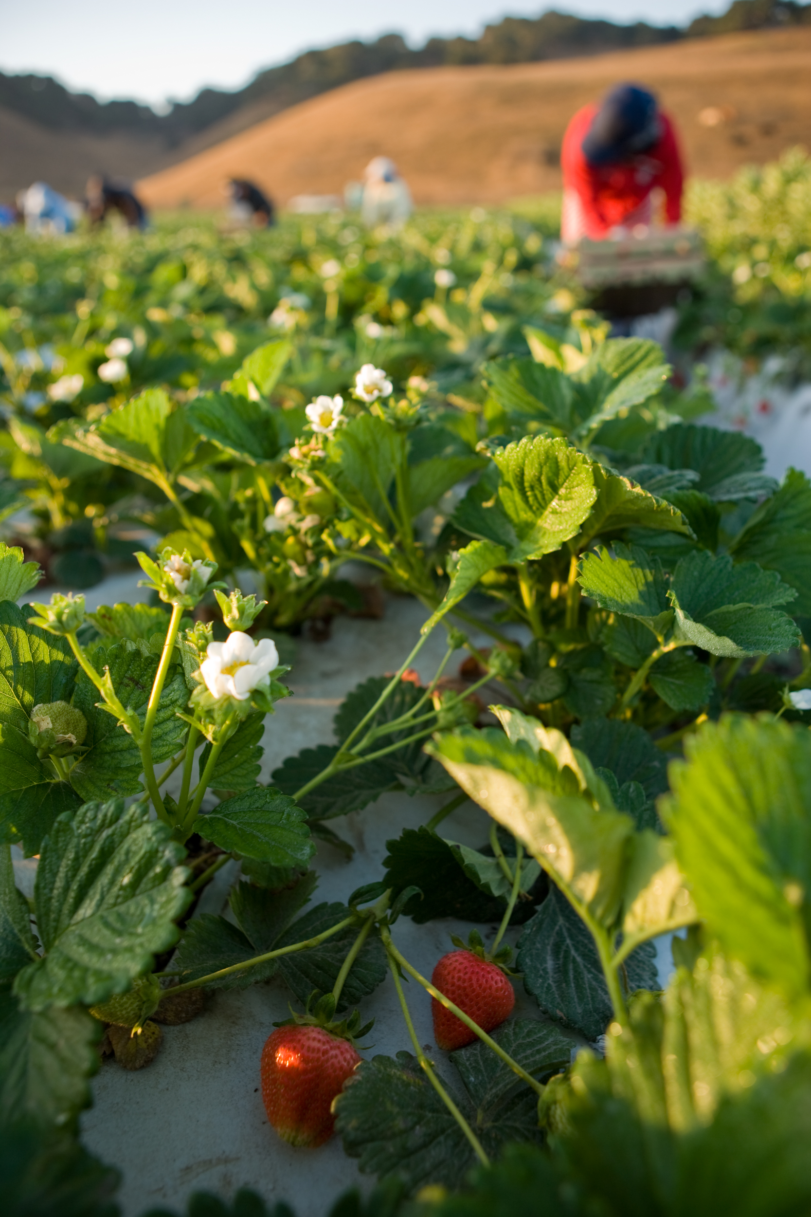 03_Berries picker bkg_5307.jpg
