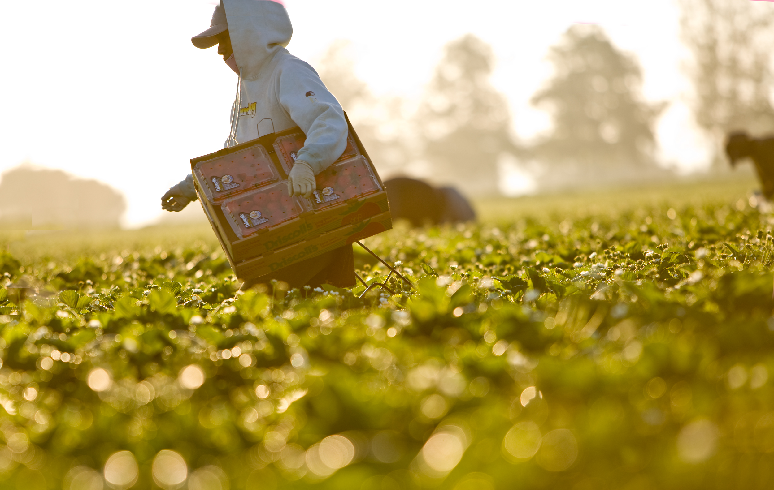 05_Picker walk_5444.jpg