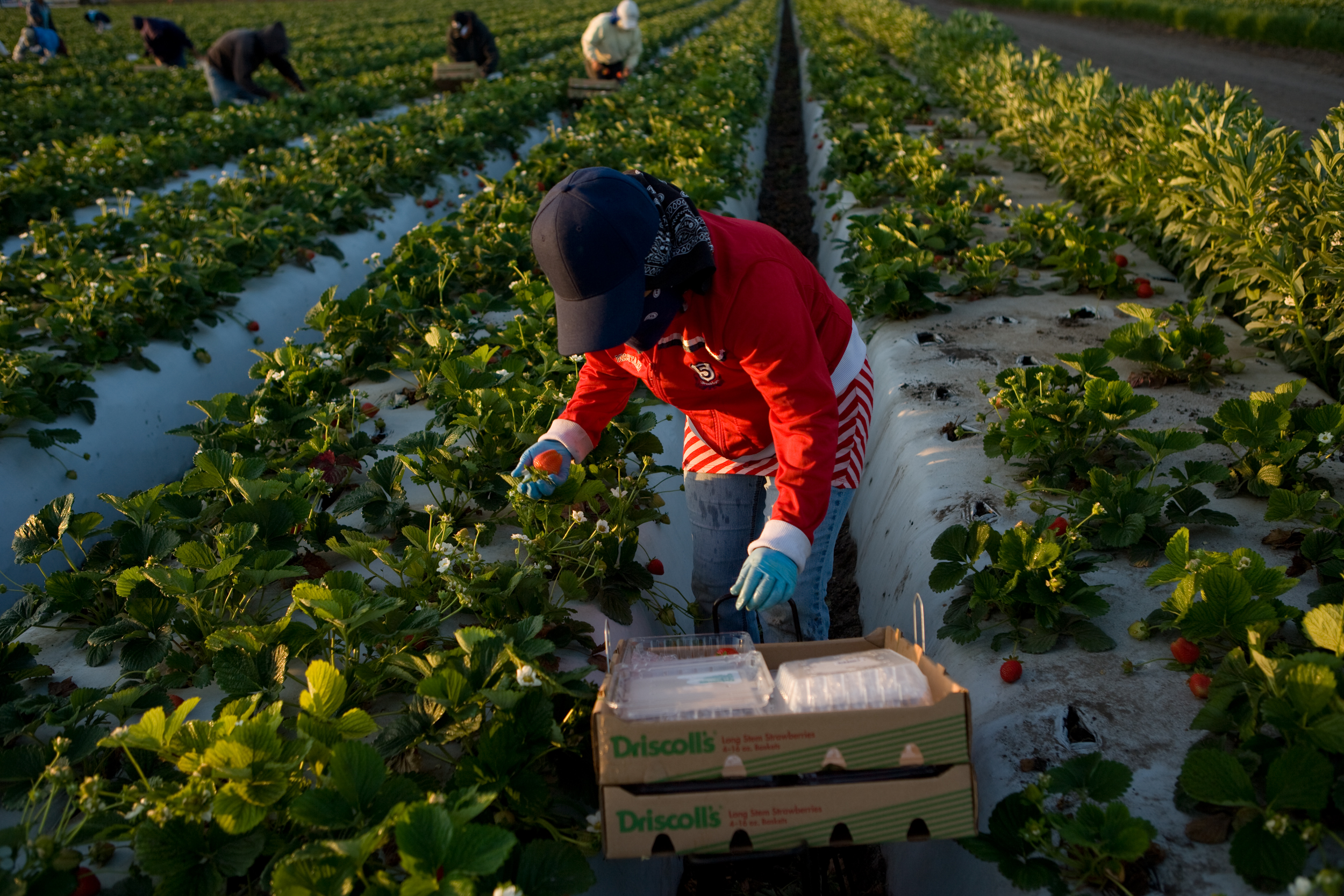 07Picker_5284.jpg
