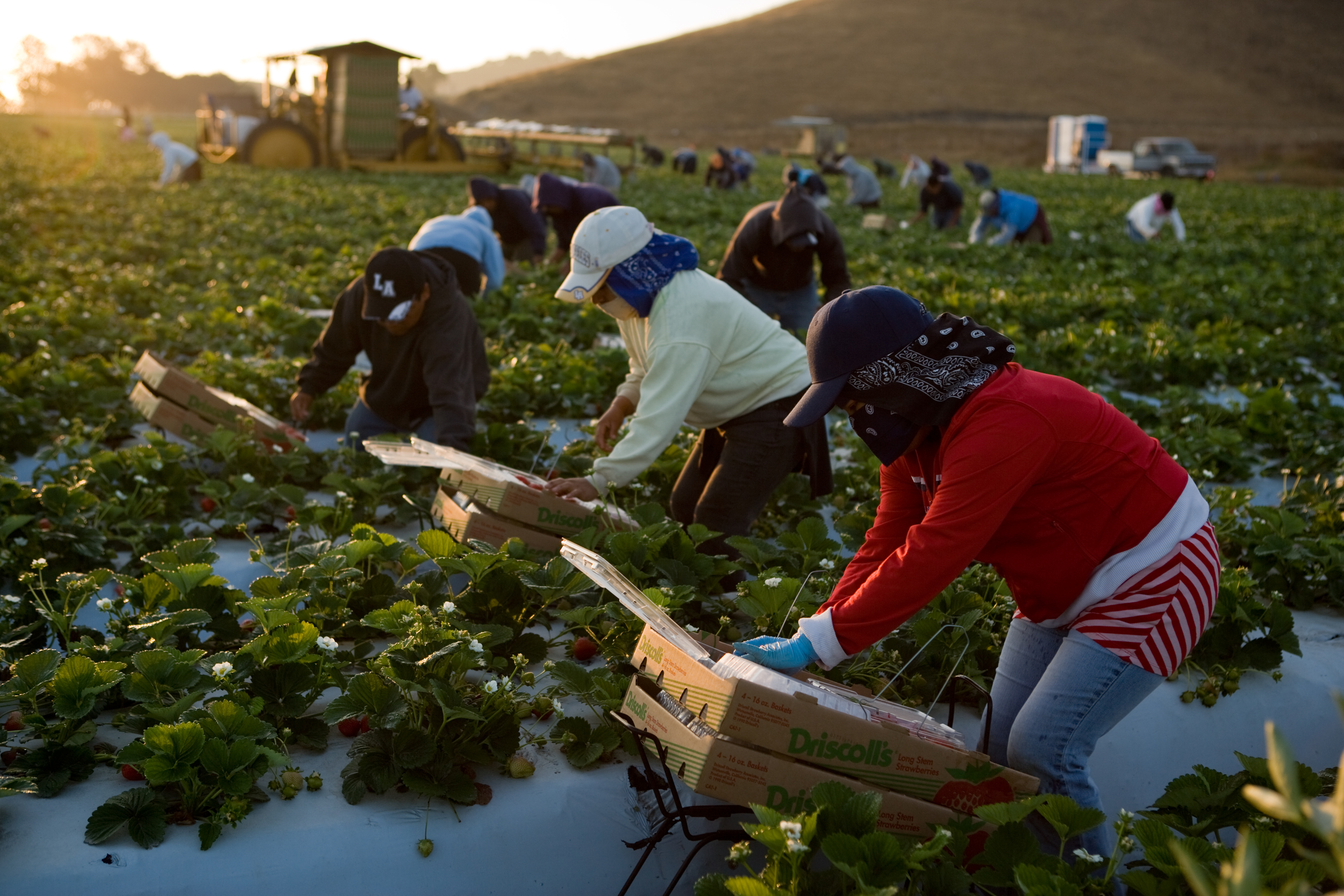 06_Pickers_5234.jpg