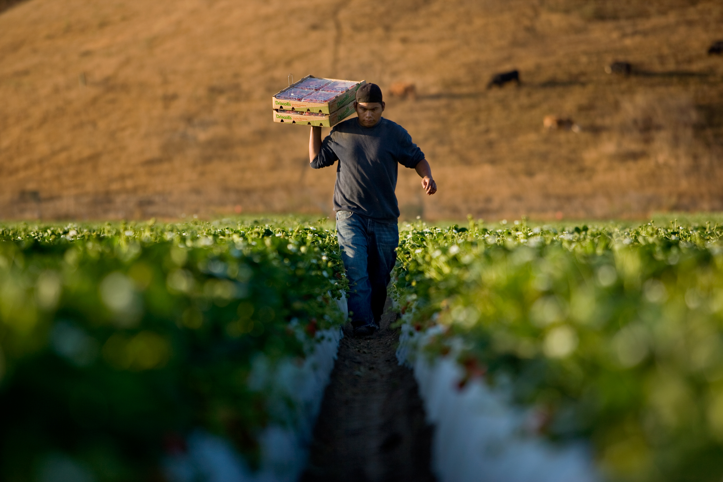 11_guy w_ berry boxes_5501.jpg