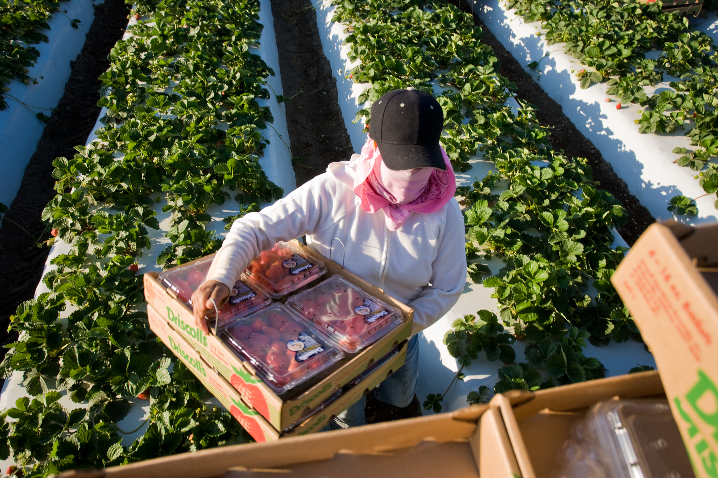 12_boxes on picker_5690.jpg