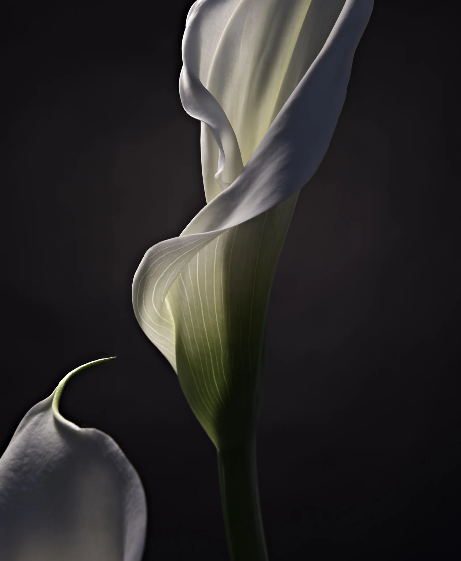 20160318-0081crop .jpg