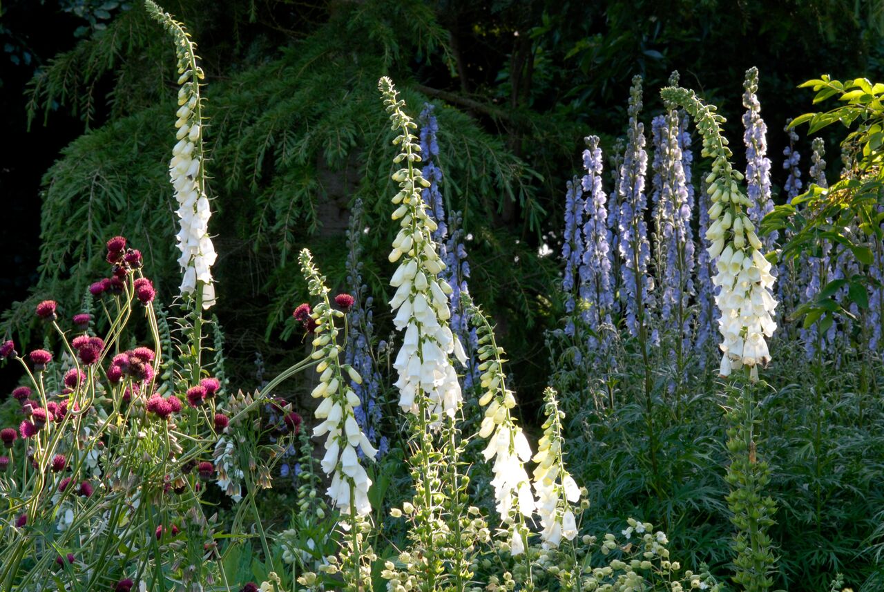 southfacinggarden_path.jpg