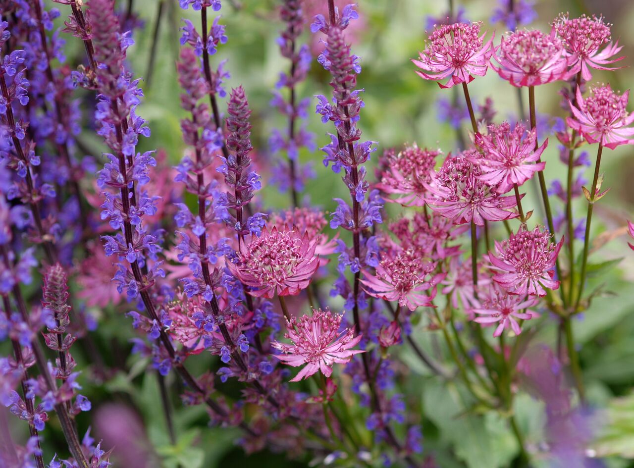walledgarden_doves_rhs.jpg