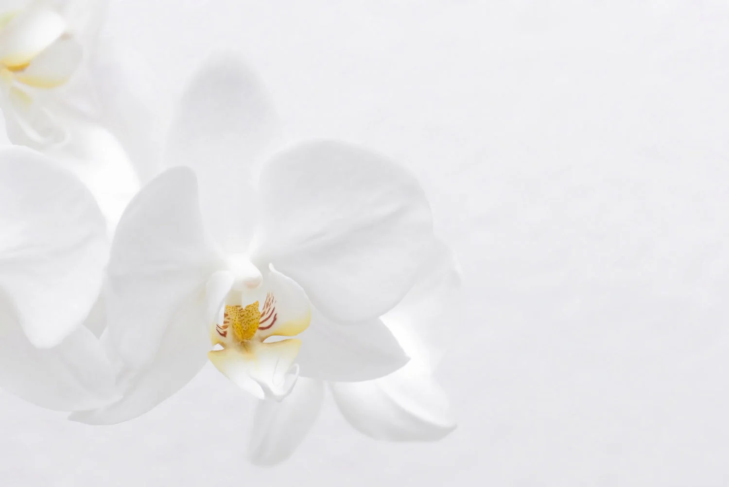 white_orchid2.jpg