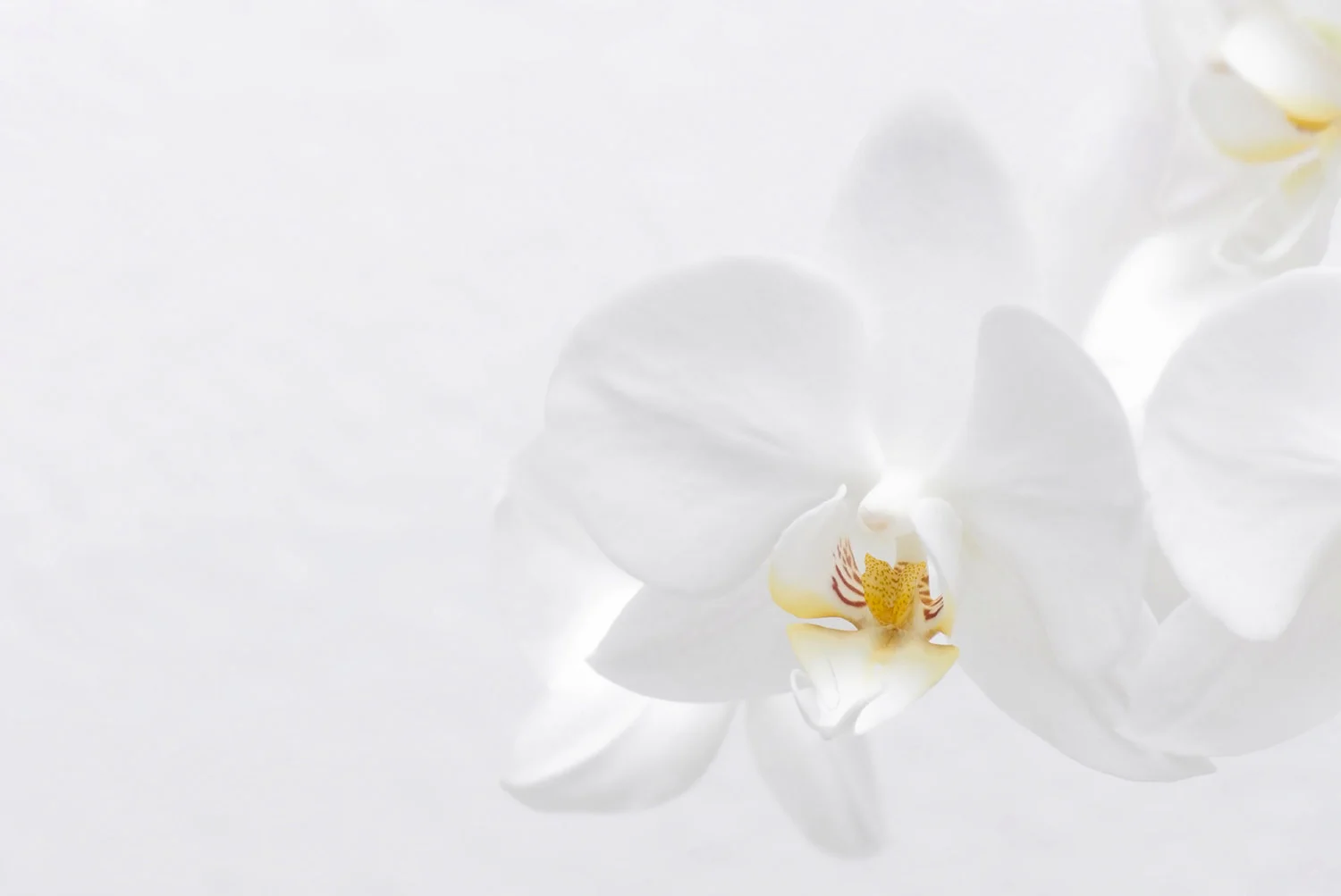 white_orchid1.jpg