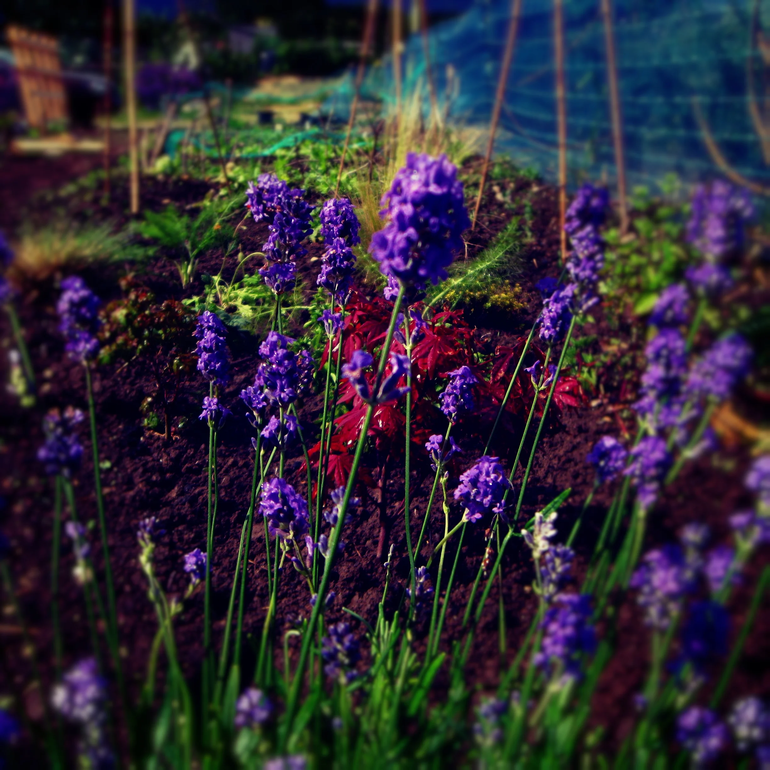 allotment vivid.jpg