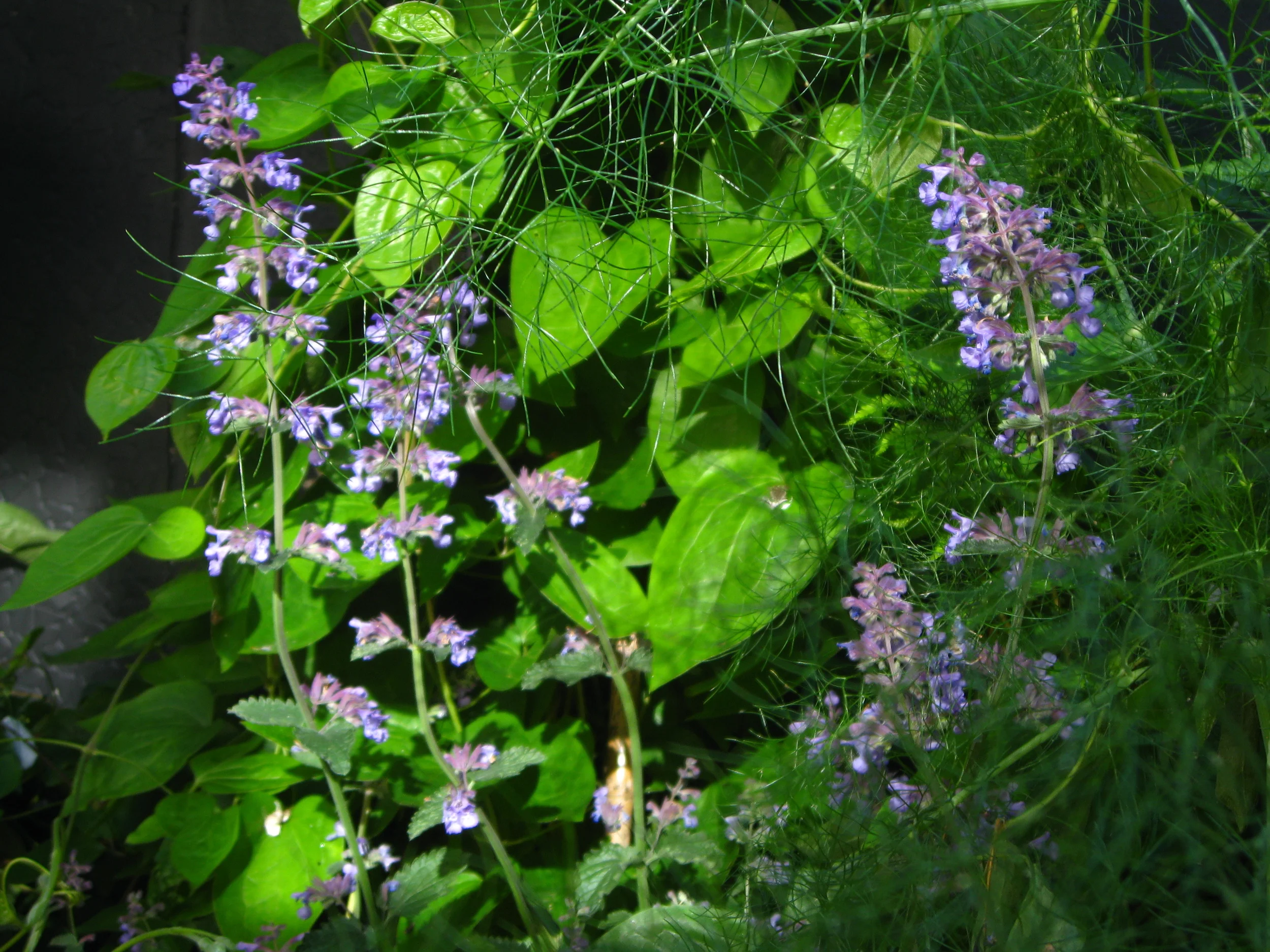 early summer 2016 206.JPG