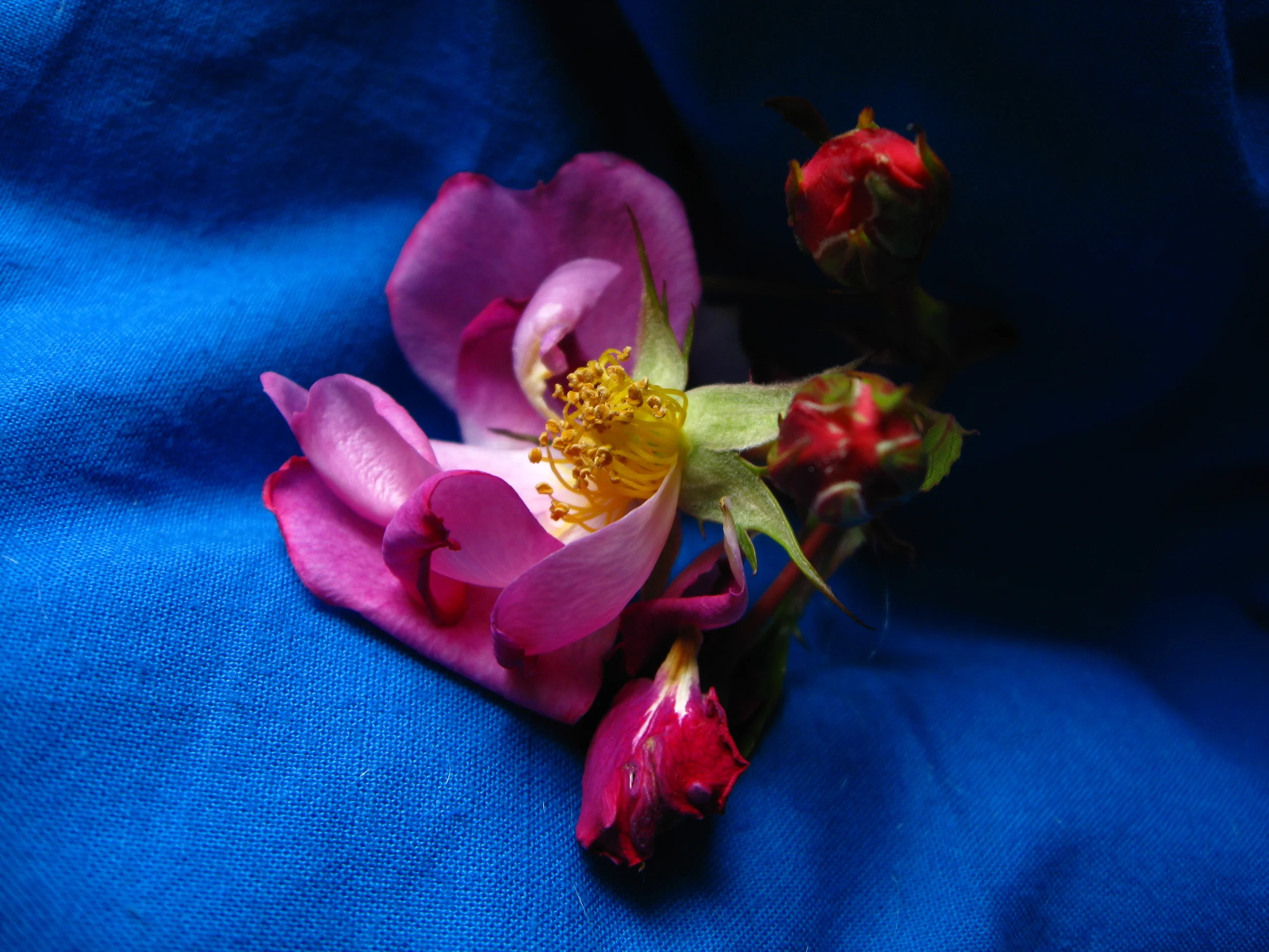 jane's roses 002.JPG