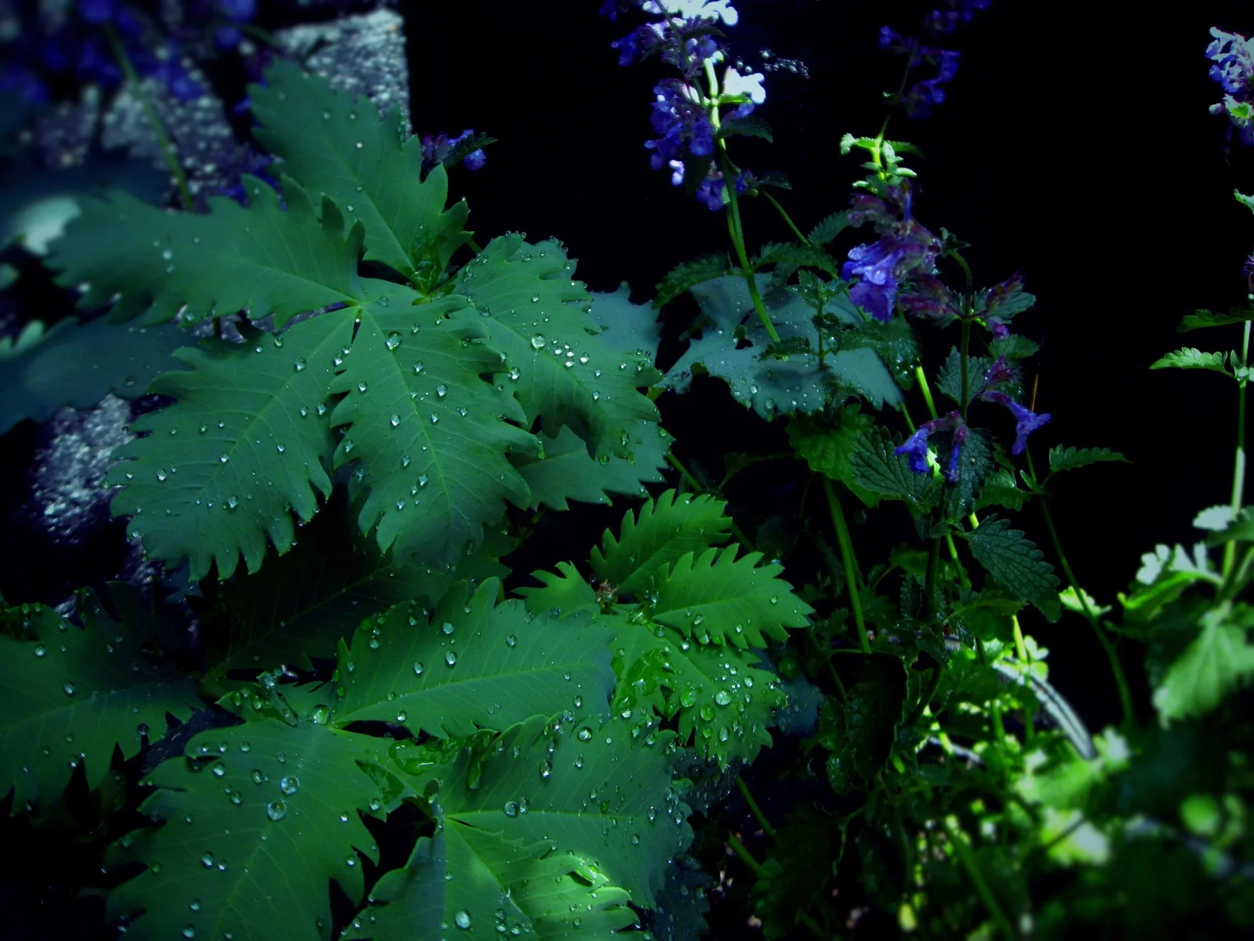 melianthus.jpg