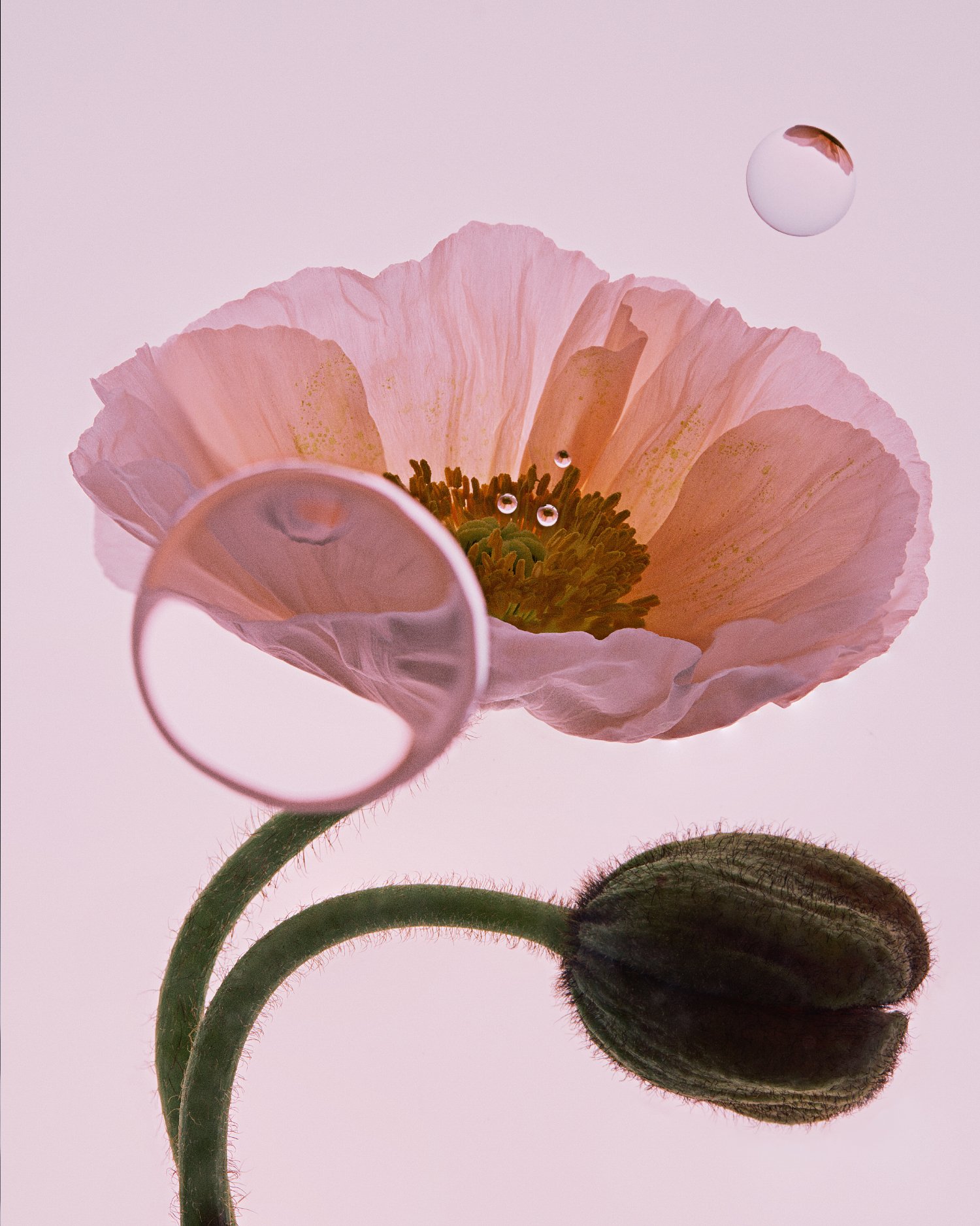 new-york-still-life-photographer-flower-photography.jpg