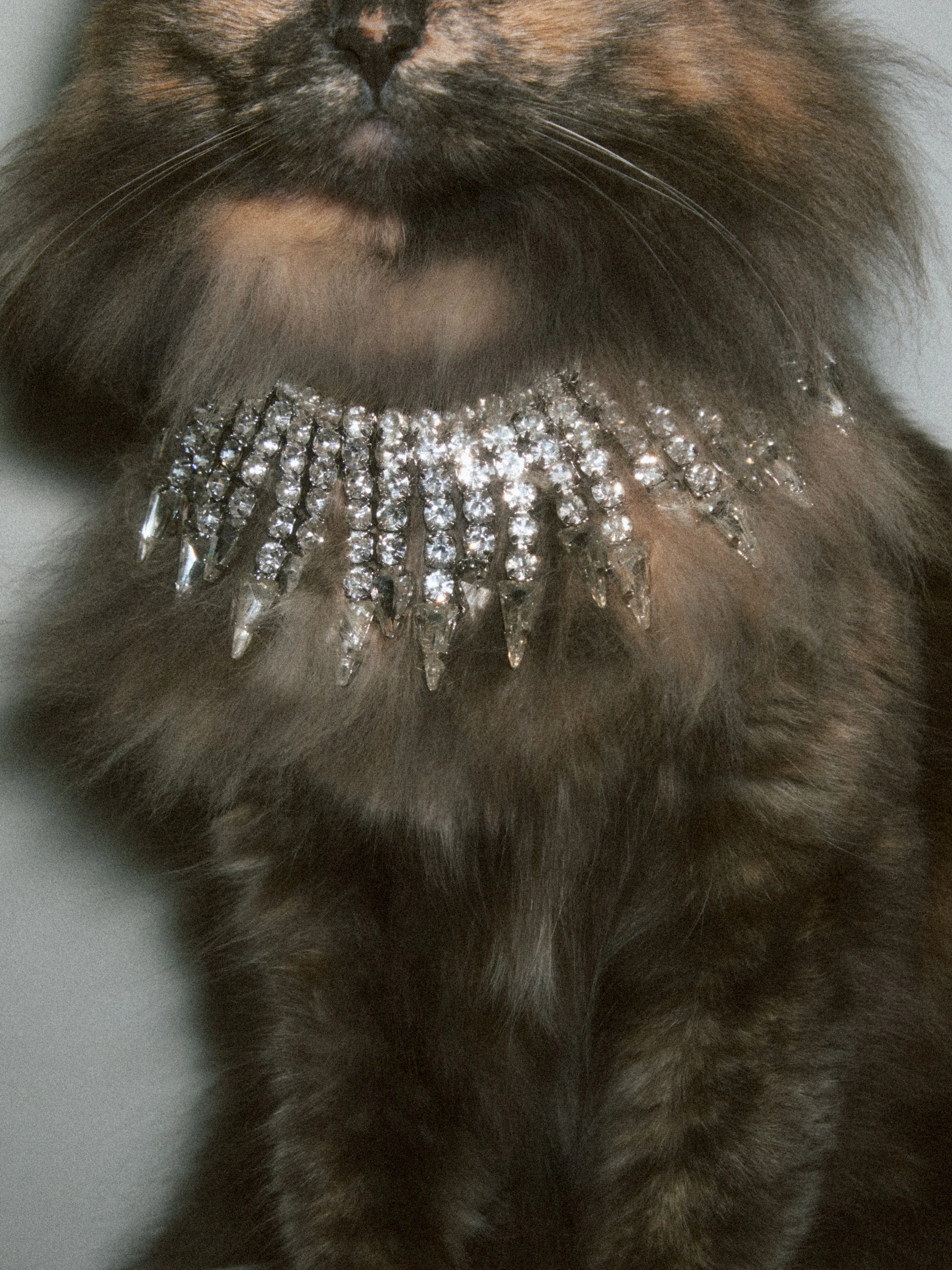 cat-jewelry-photography-necklace-long-haired-fur-kylie-cosmetics-fall-tortishell.jpg