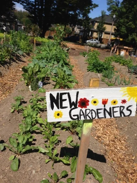 The New Gardener's at Riley Park group has been having a great growing season! In addition to hosting workshops on topics ranging from growing edible flowers to composting, this group is now harvesting salad greens, basil, mint, zucchini and cucumbers. Stay tuned for their summer wrap-up party happening in September!