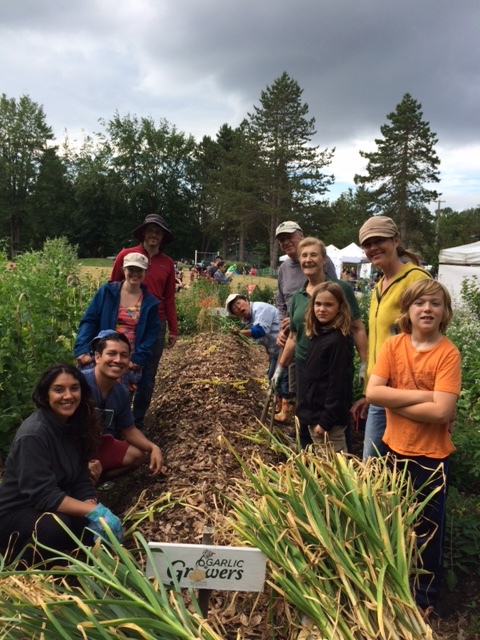 Garlic Harvest 3.jpeg