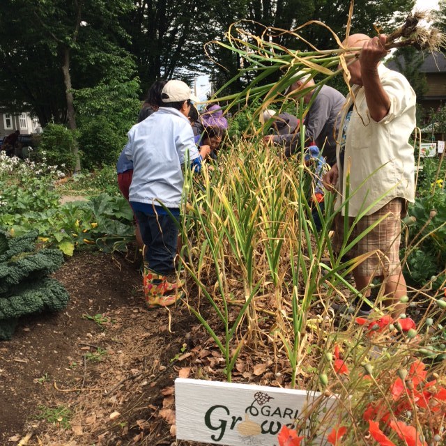 Garlic Harvest 6.jpeg