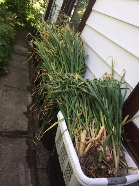 garlic harvest 2.jpeg