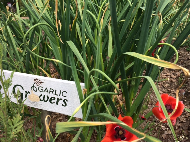 Garlic Harvest 7.jpeg