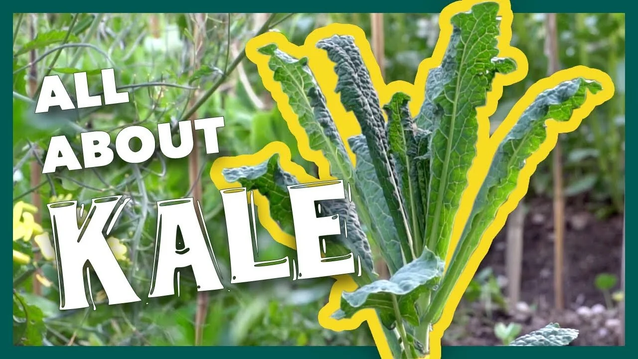 Temperature and Sunlight Feature Crops: Kale and Chives