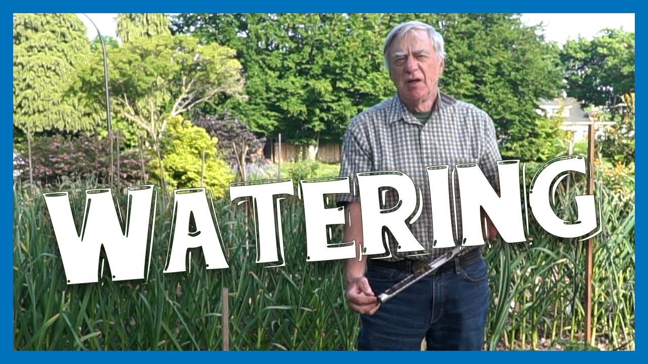 Seeding and Watering. The When and the How. Feature Crop: Strawberries and Oregano 