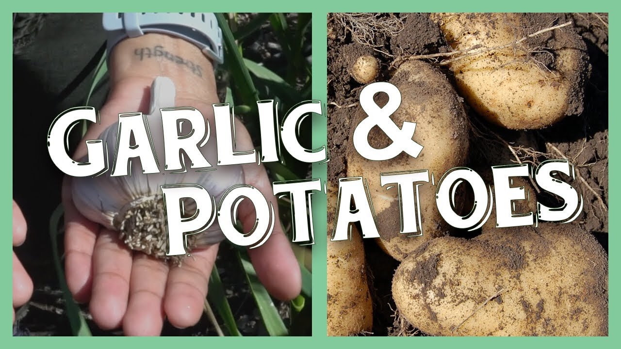 Food Security in the Context of Global Events. Feature Crop: Potatoes and Garlic Scapes