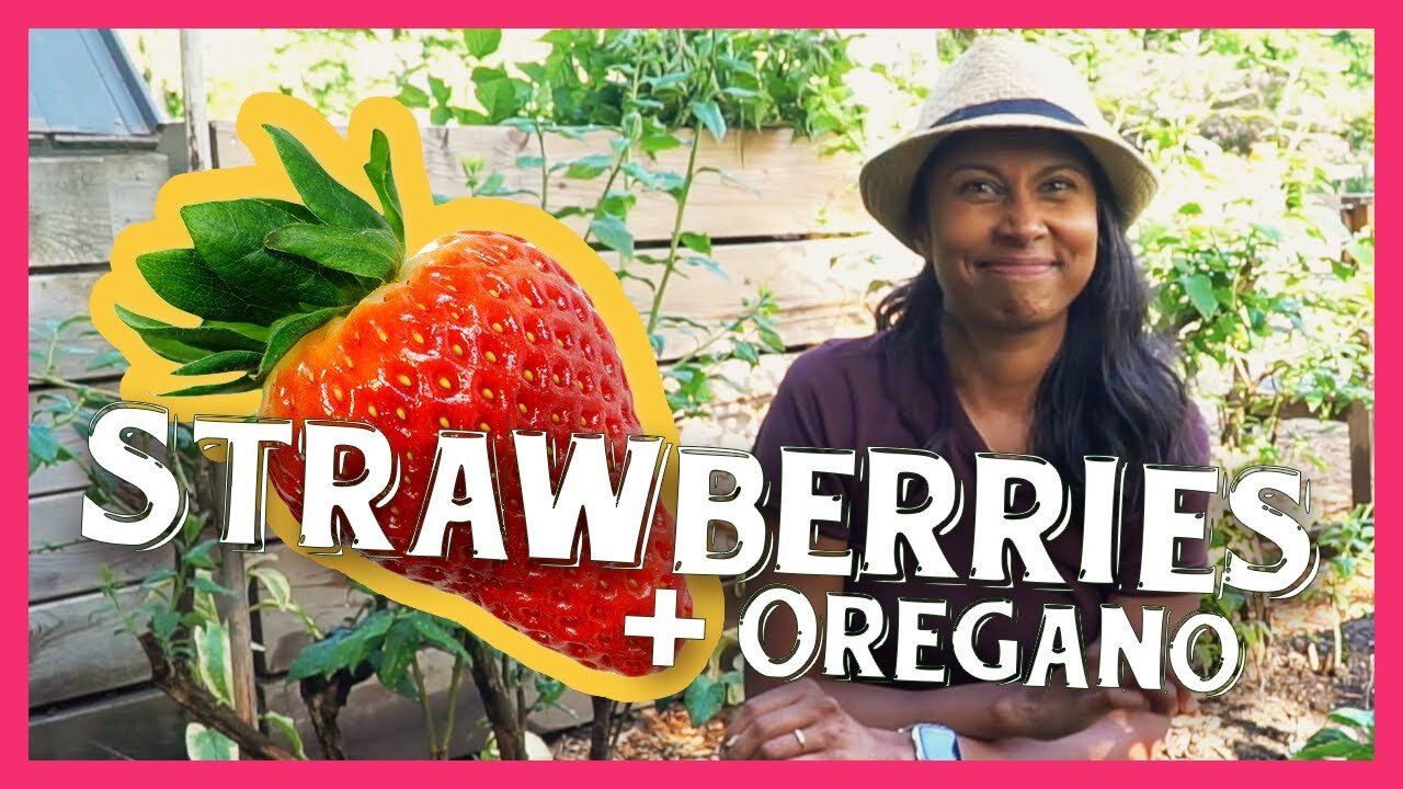 Growing Strawberries and Oregano