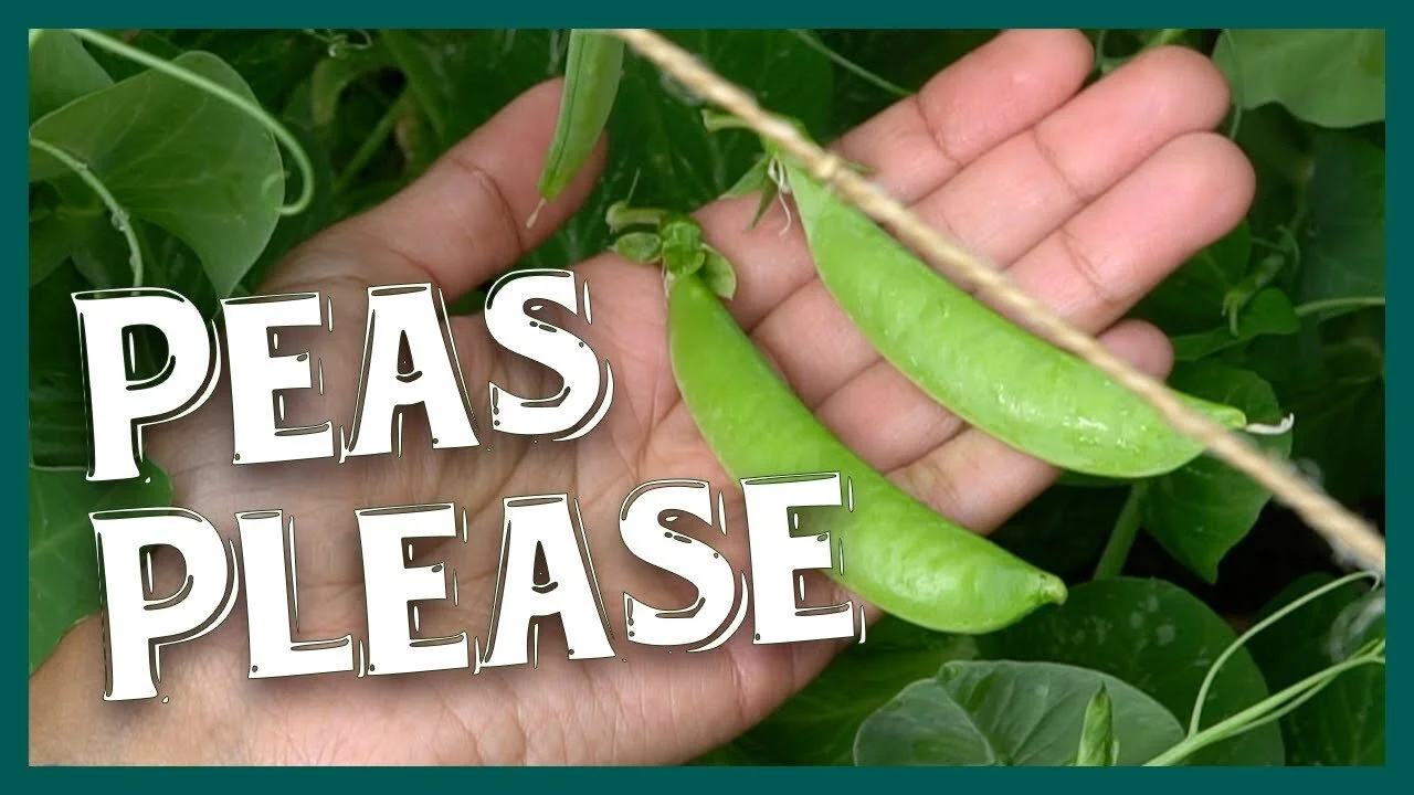 Talking About Peas